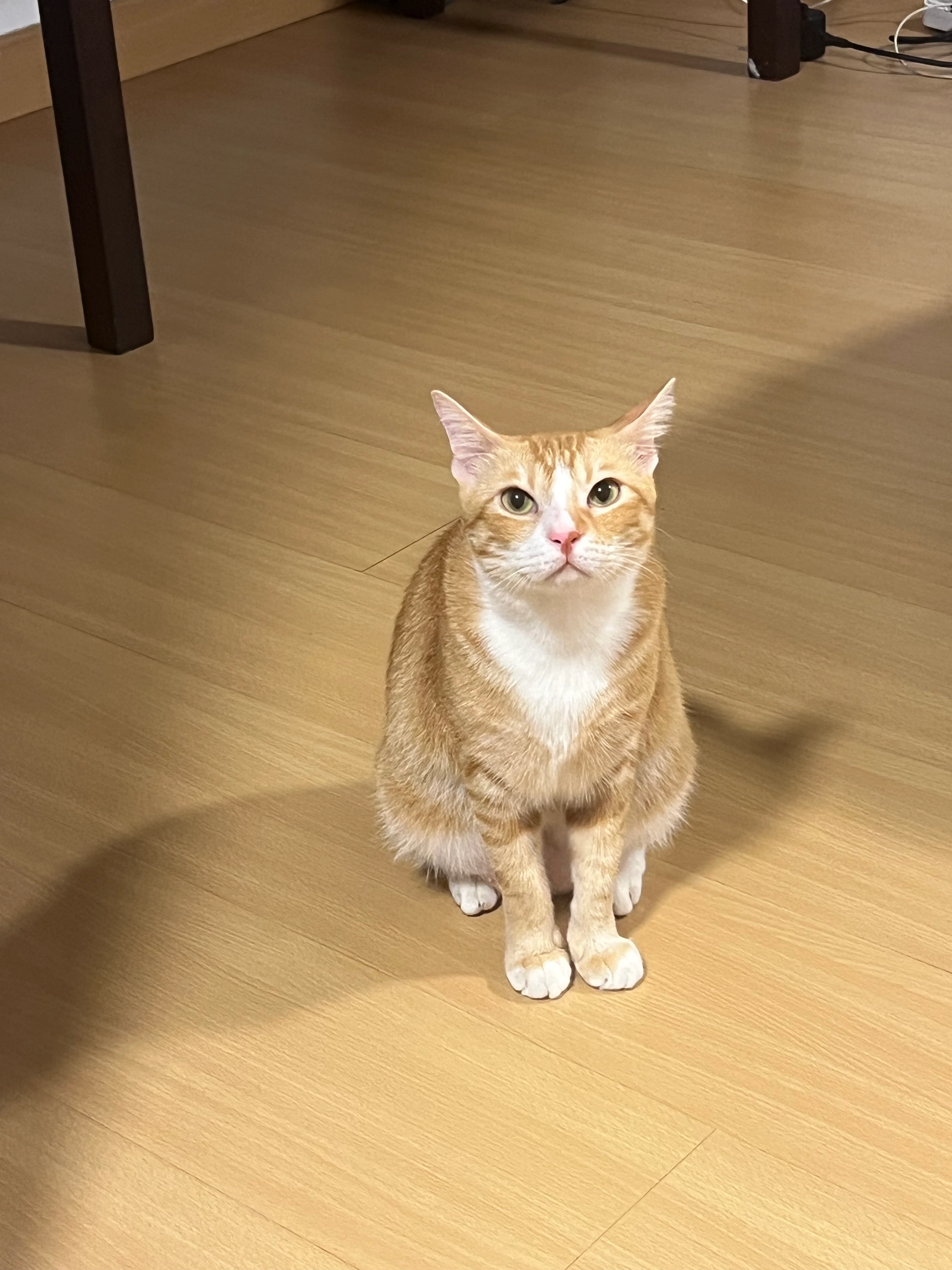 Zai Zai - 47410, Petaling Jaya