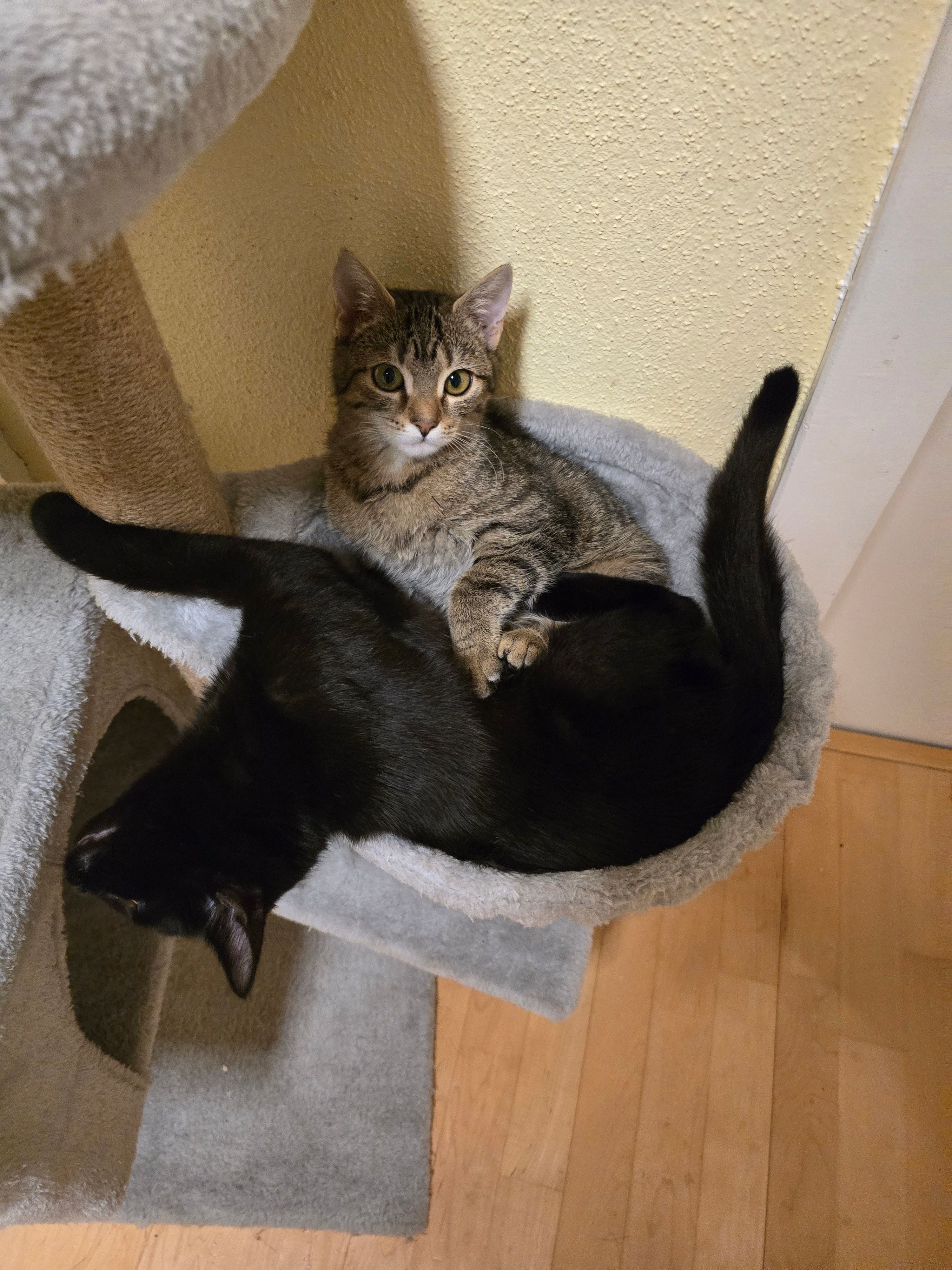 Lilo - Altenfurther Straße, Aresing