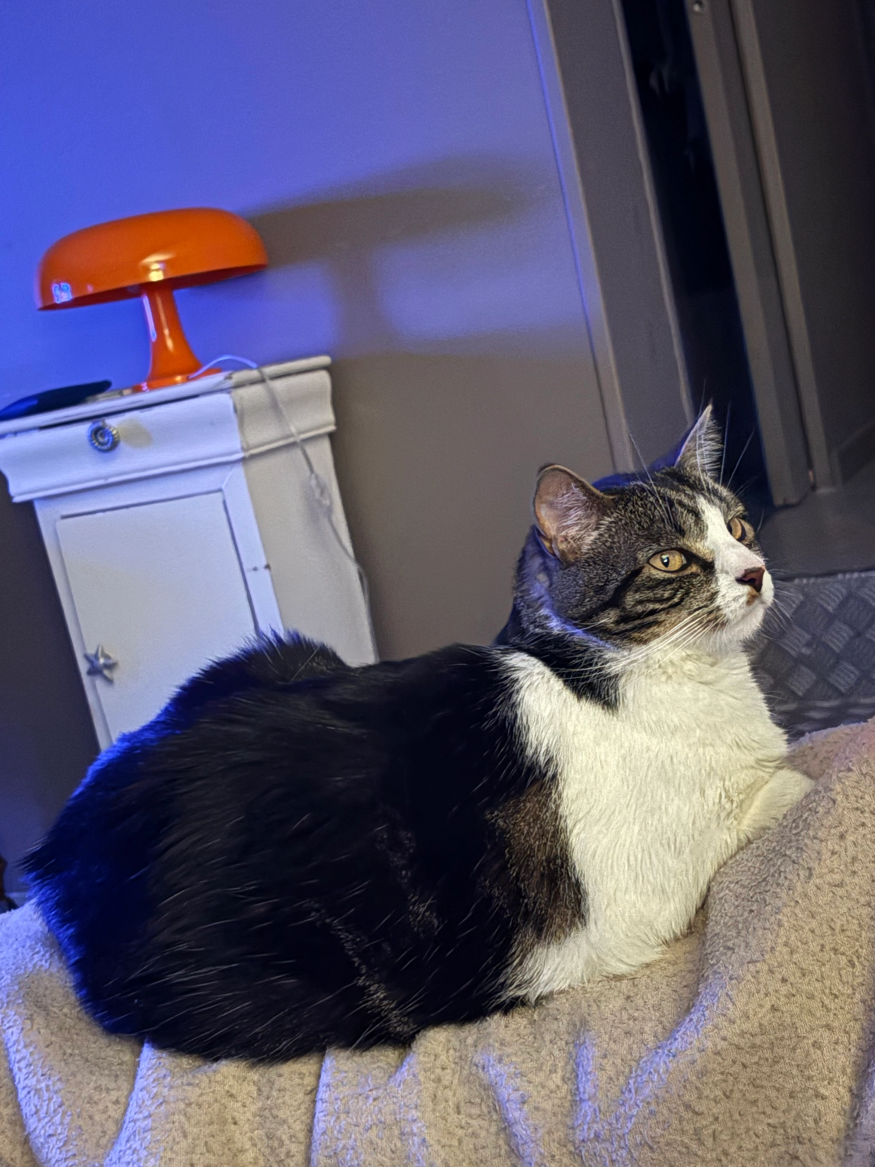 Cesar  - Avenue Jean Zay, Panazol