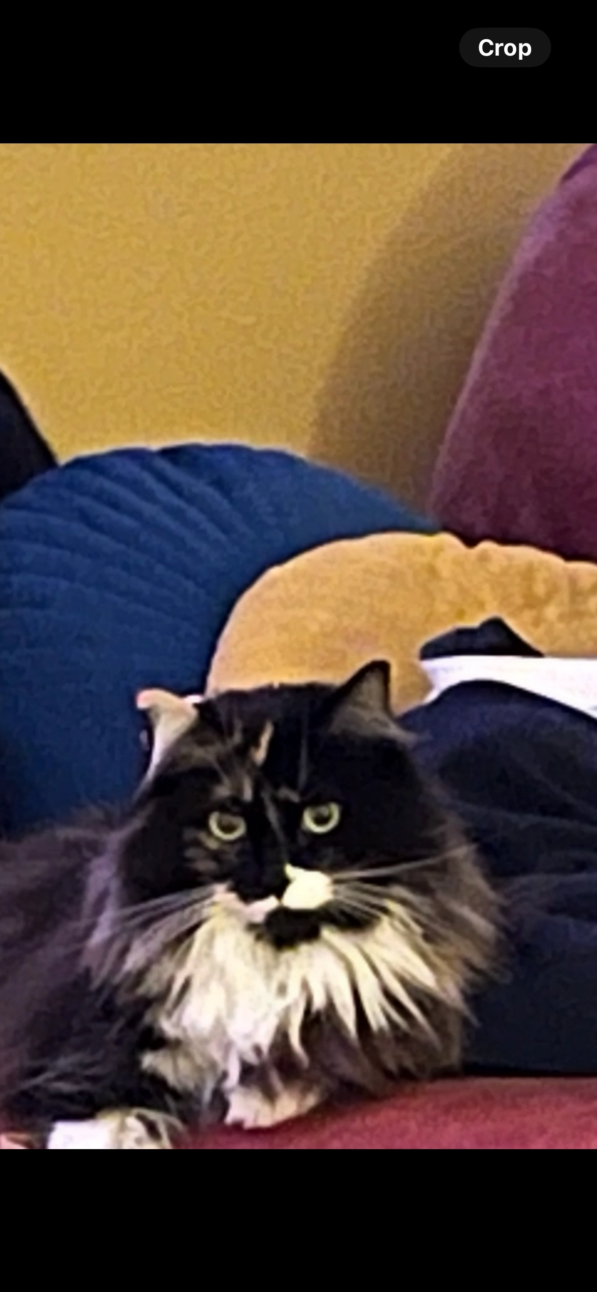 Kiki - Cygnet Way, Dunmow