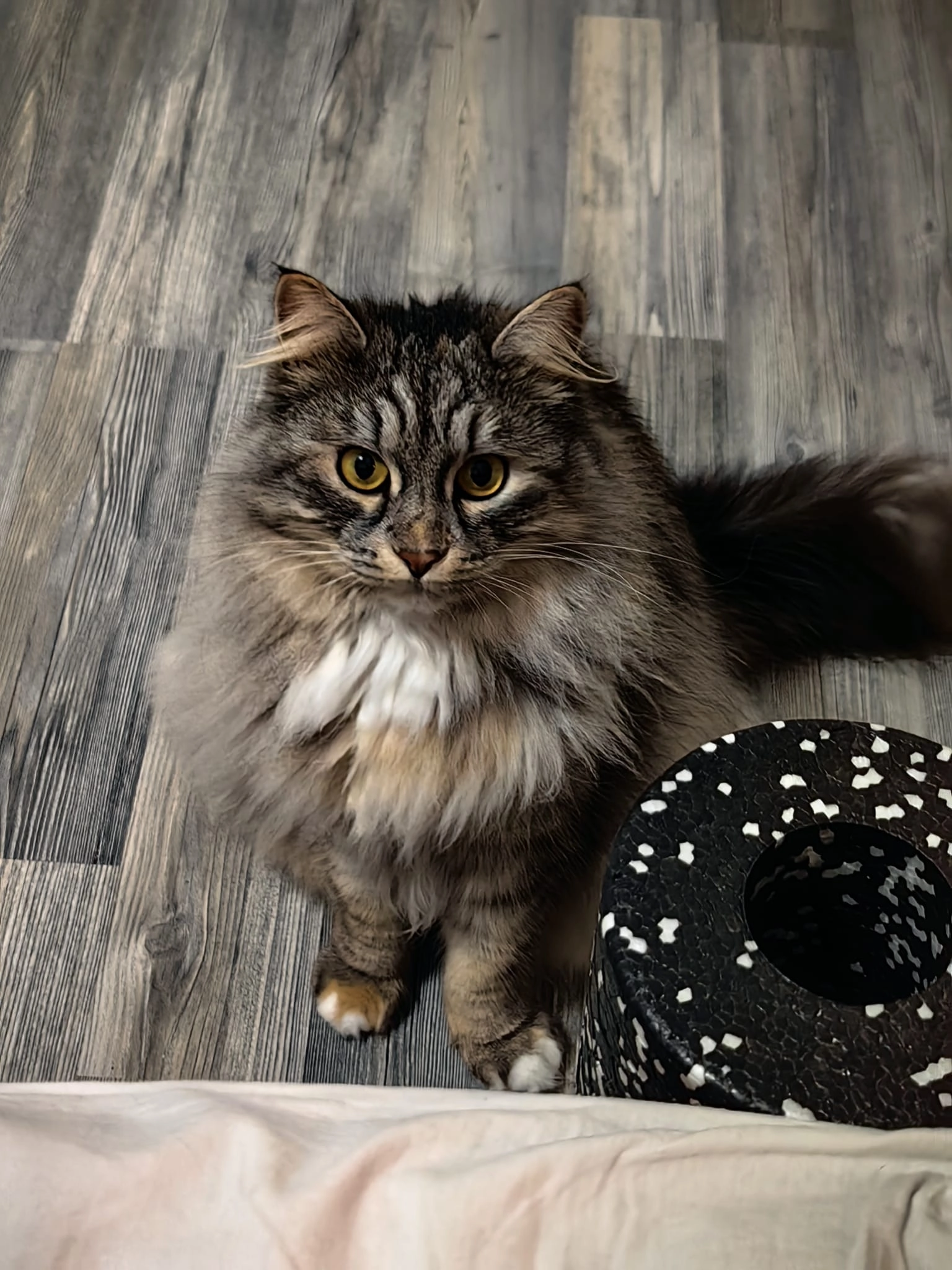 Markisa - Konrad-Adenauer-Allee, Gladbeck