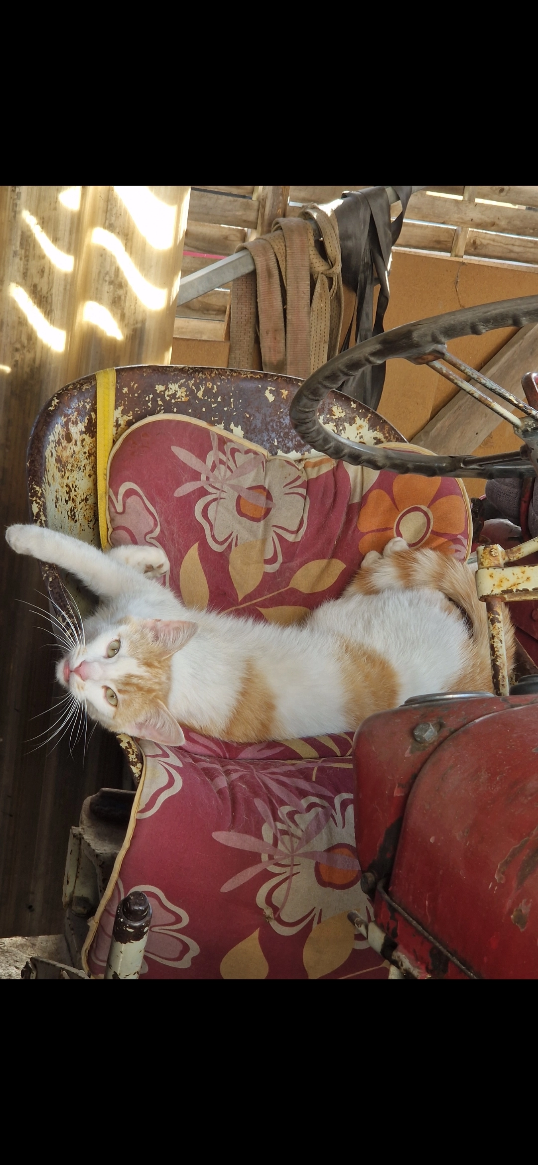 Muffin - Beckenhag, Dornbirn