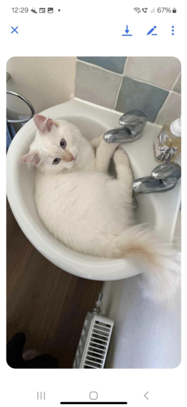 Boris - Ashby Close, Kettering