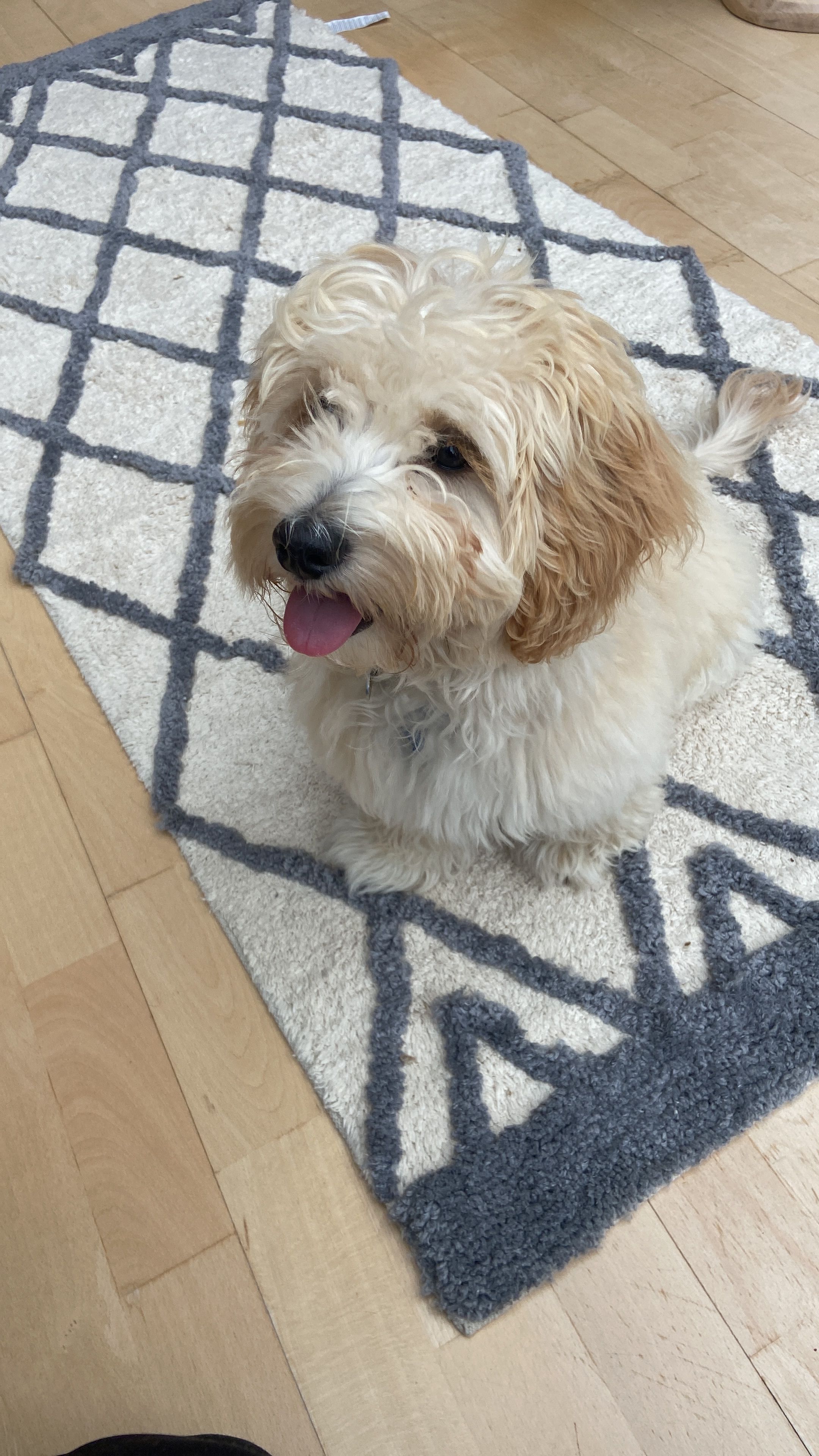 Ernest, ein Havapoo - Bethelstraße, Wiesbaden