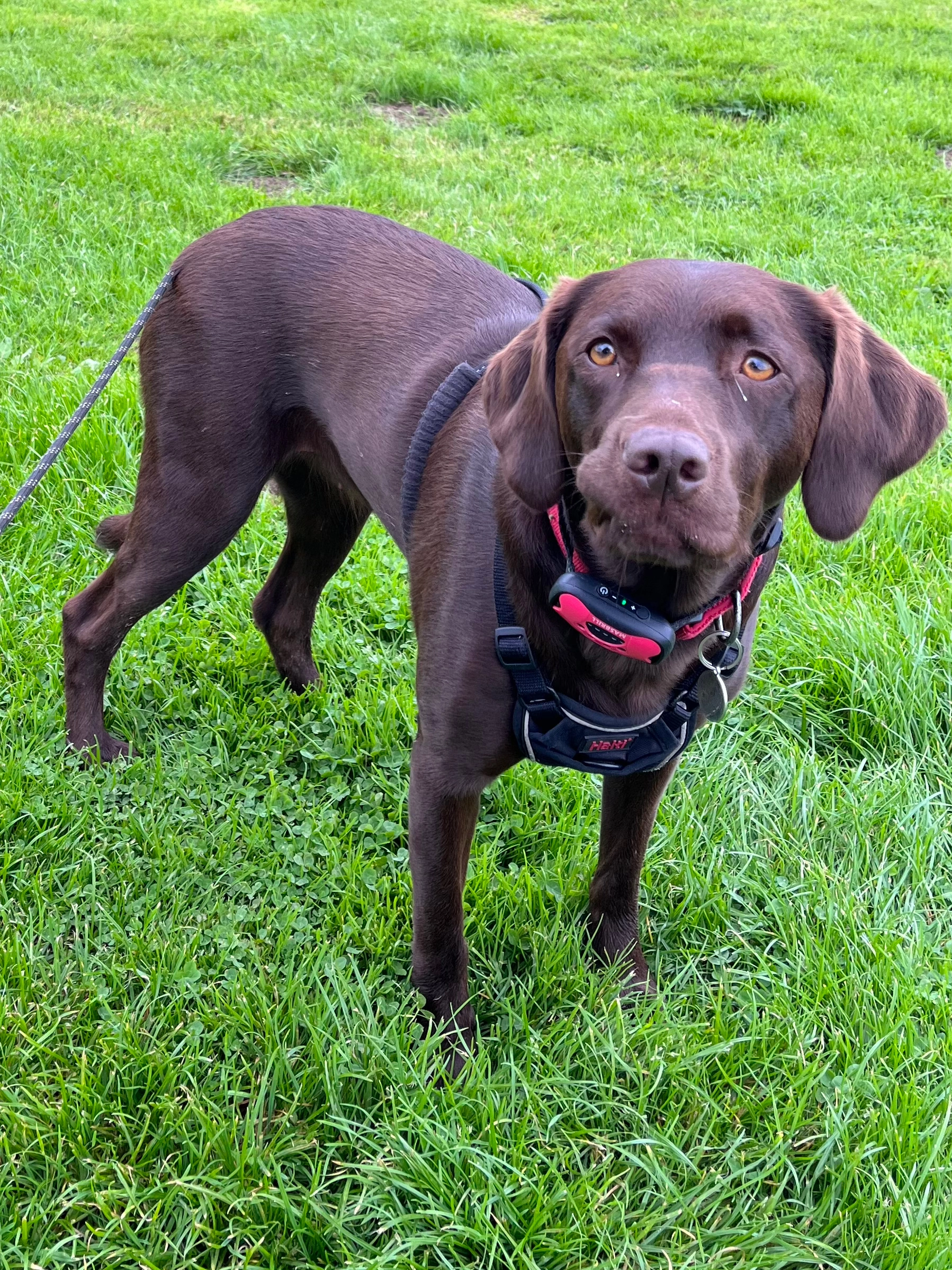 Juno - Cherry Hill, Northampton