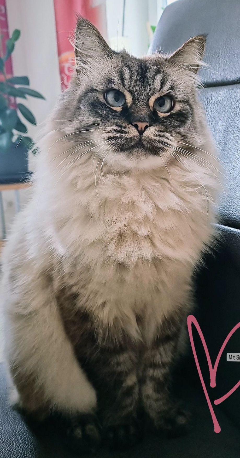 Murphy - Stift Griffen, Griffen