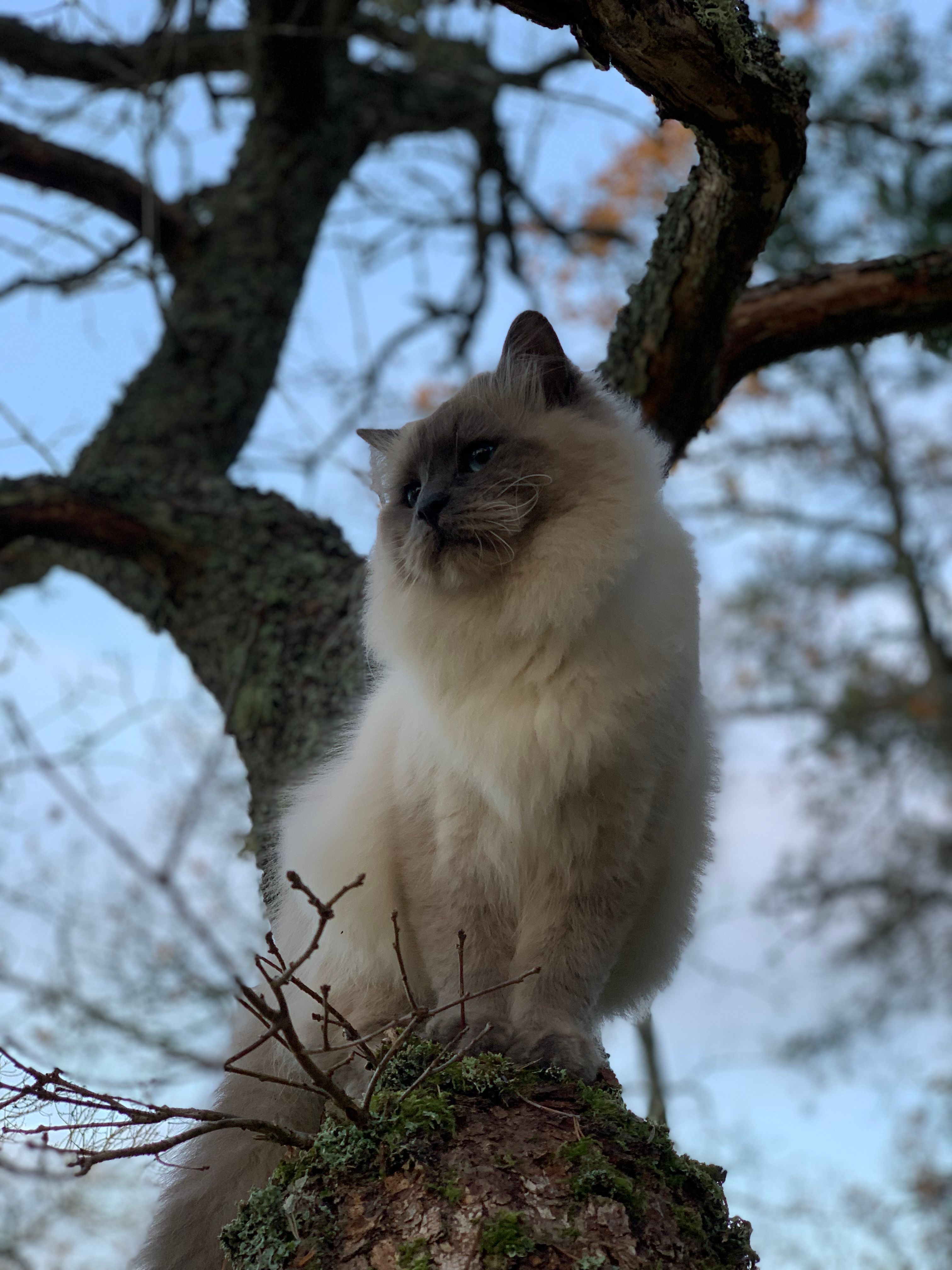 Blue - Aspviks Alléväg, Värmdö