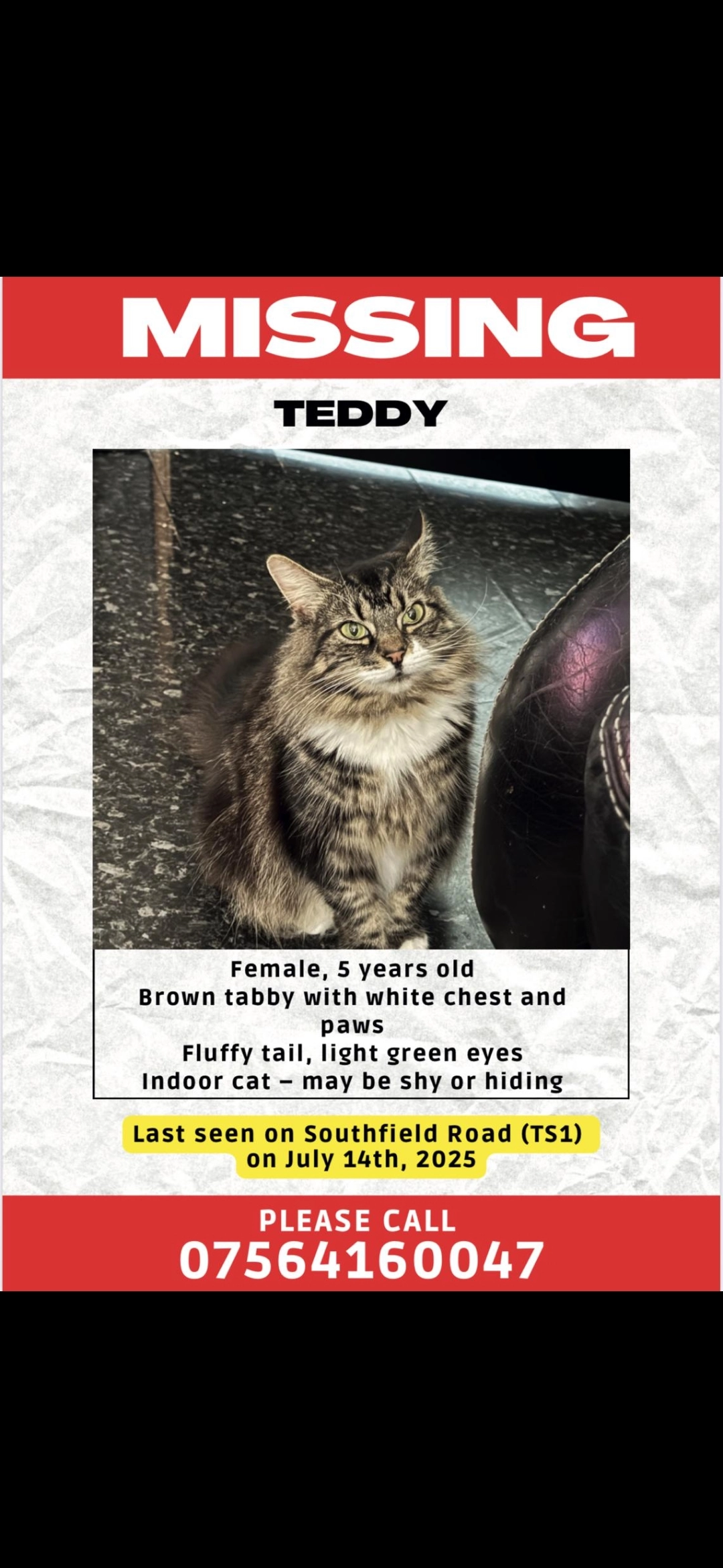 Teddy - Southfield Road, Middlesbrough