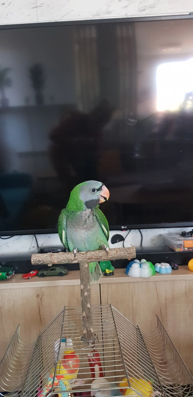 Parot - Ulica Anastas Mitrev, Skopje