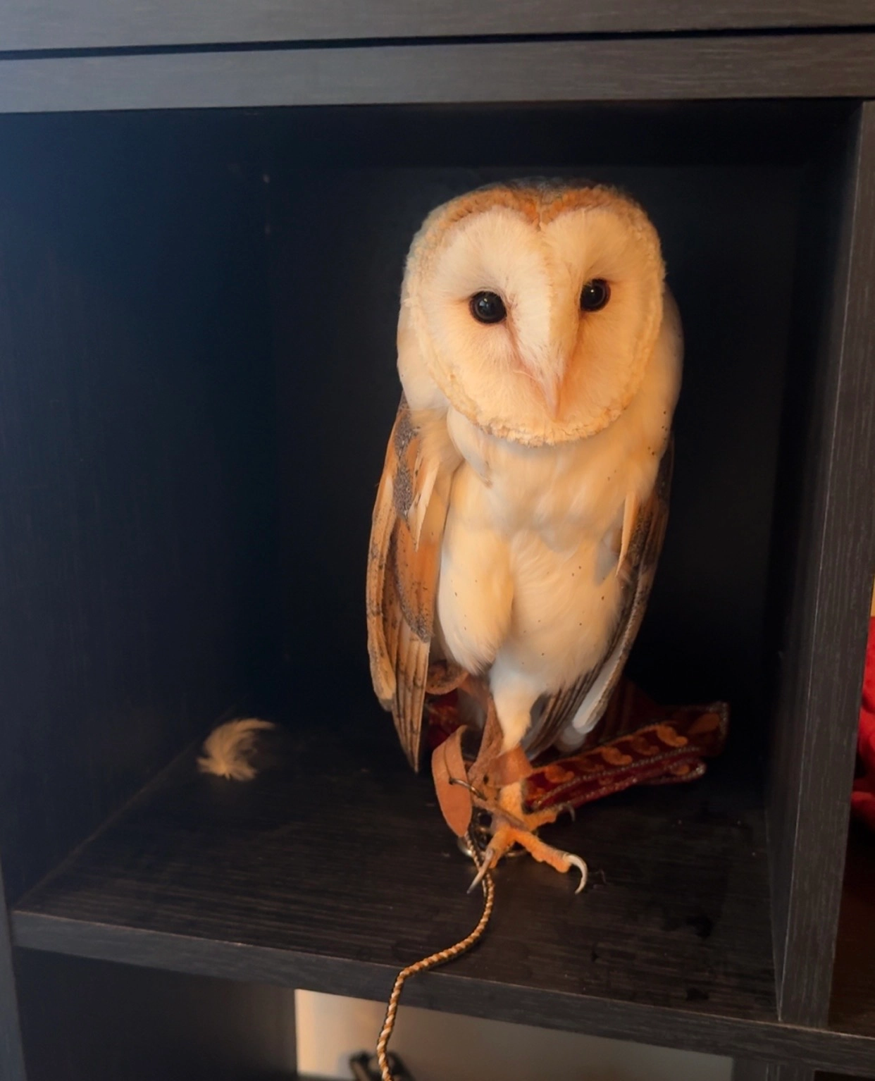 Aurora - Kingfisher Court, Gateshead