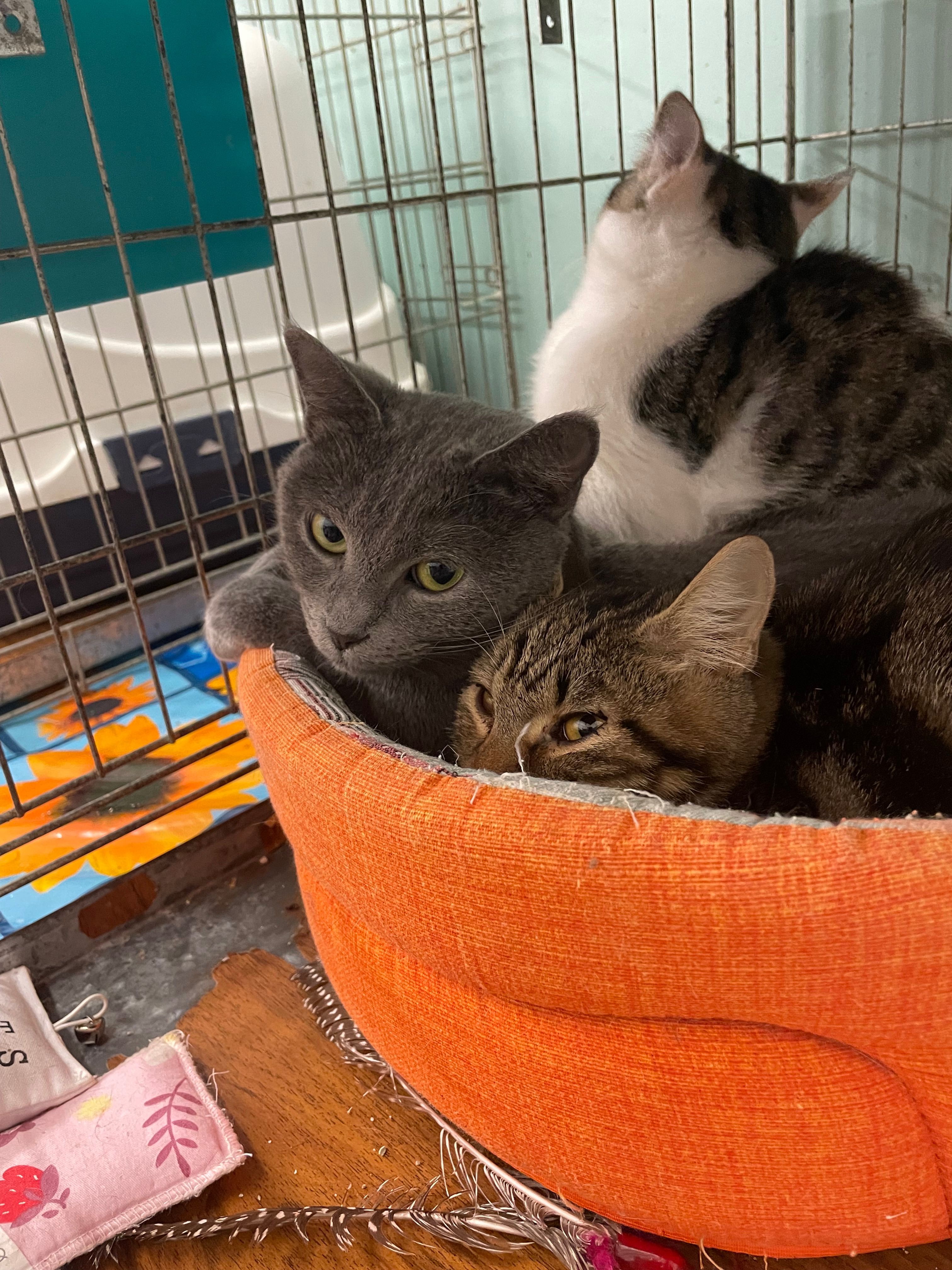 Aina - Via Porte Rosse, Rovereto