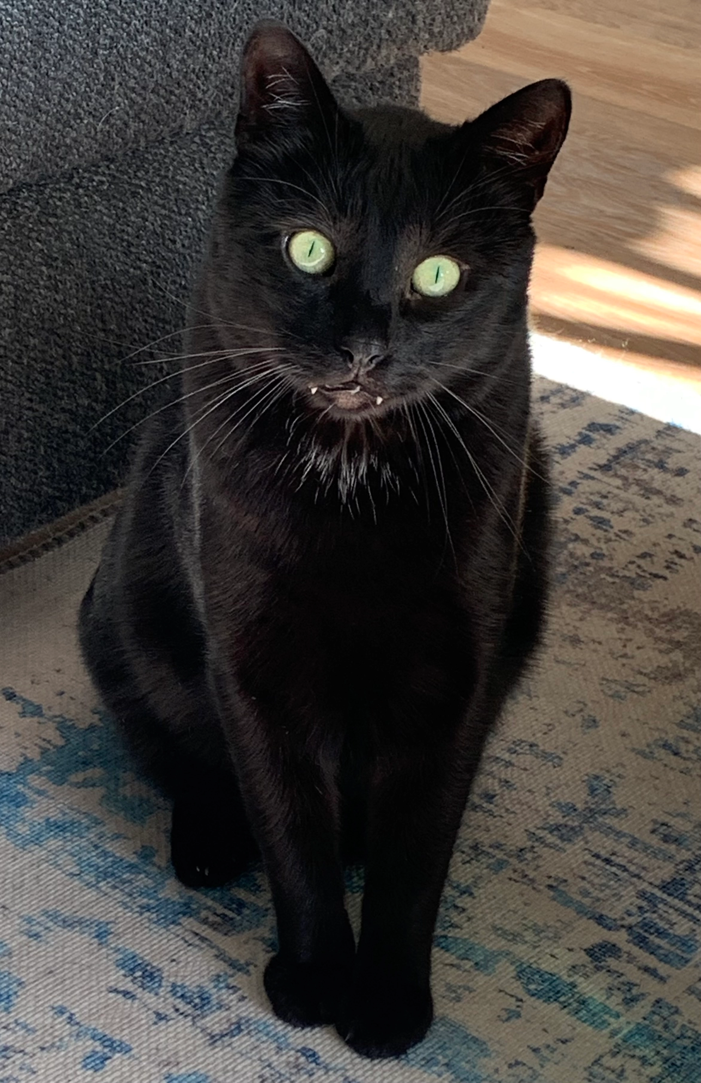 Sammy - Söllmnitz, Gera