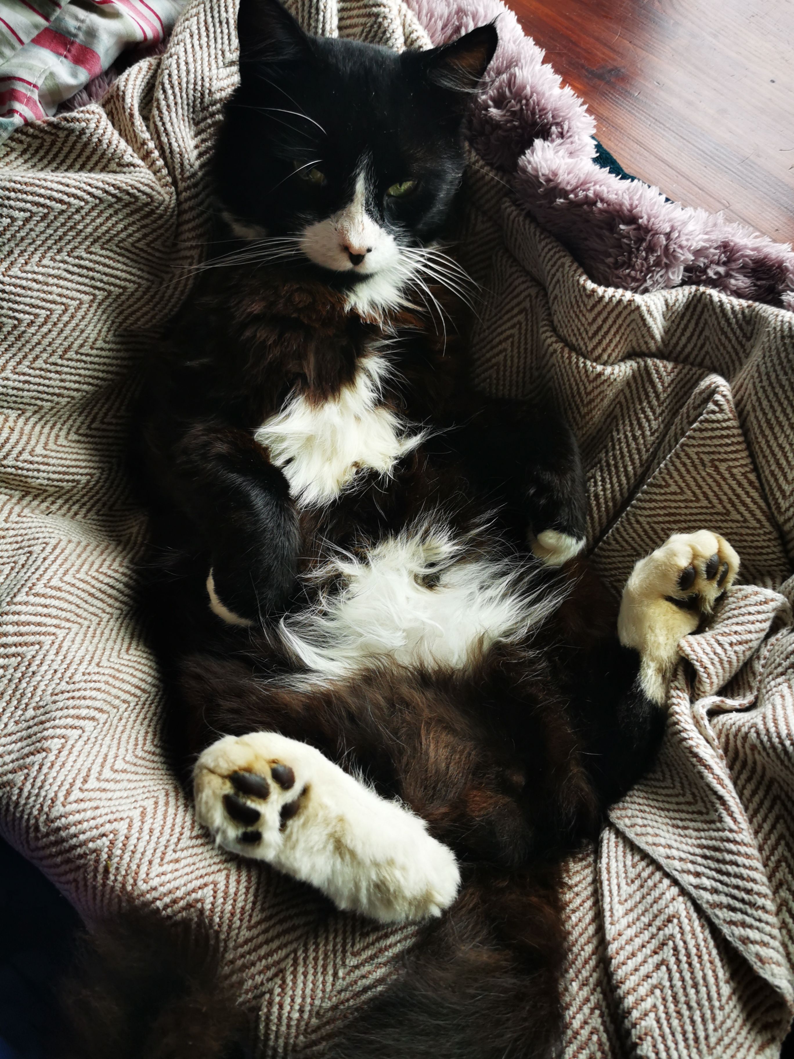 Lazy - Hogshill Street, Beaminster