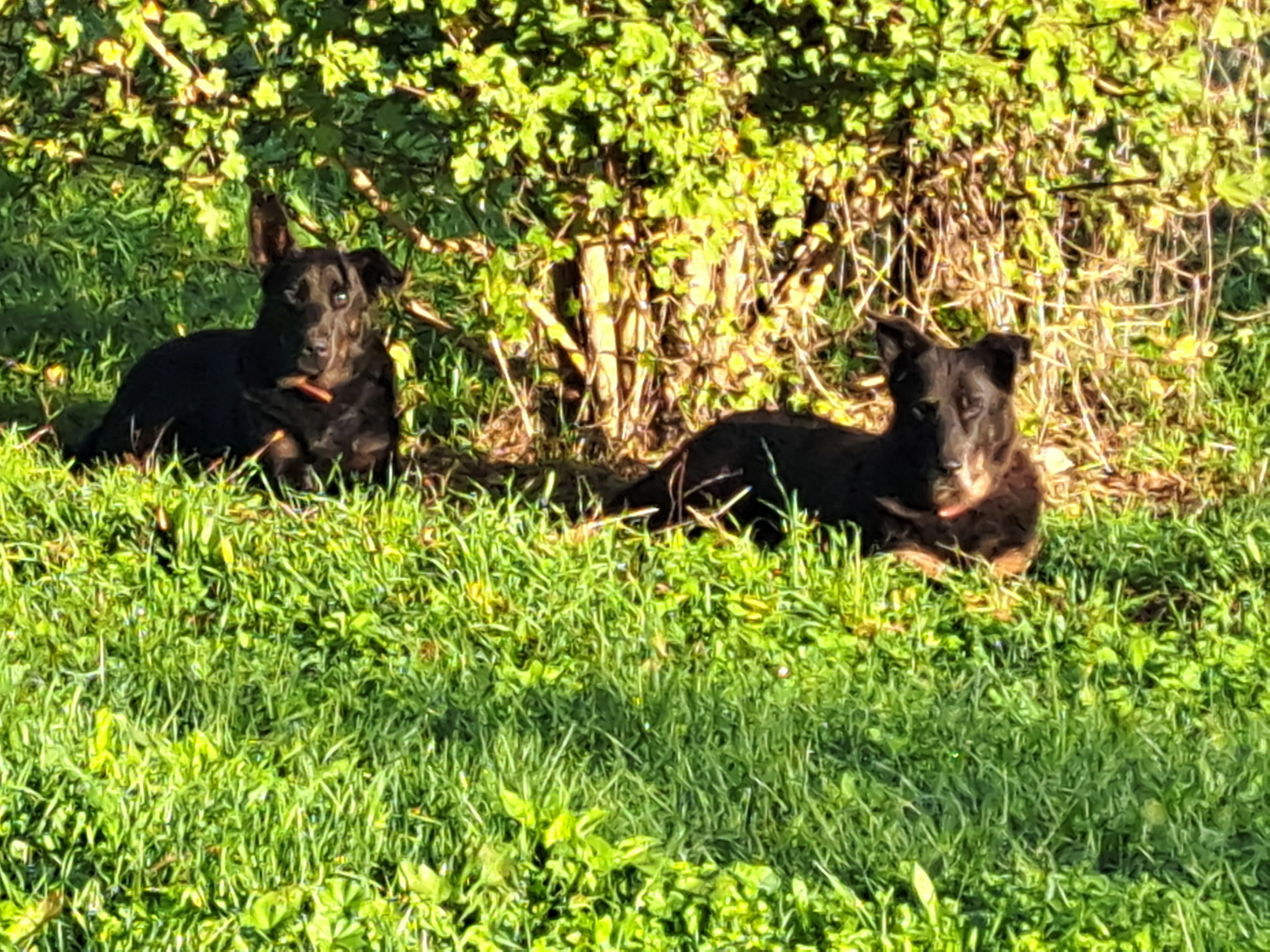 Happy  - Chemin Du Barry, Larressingle