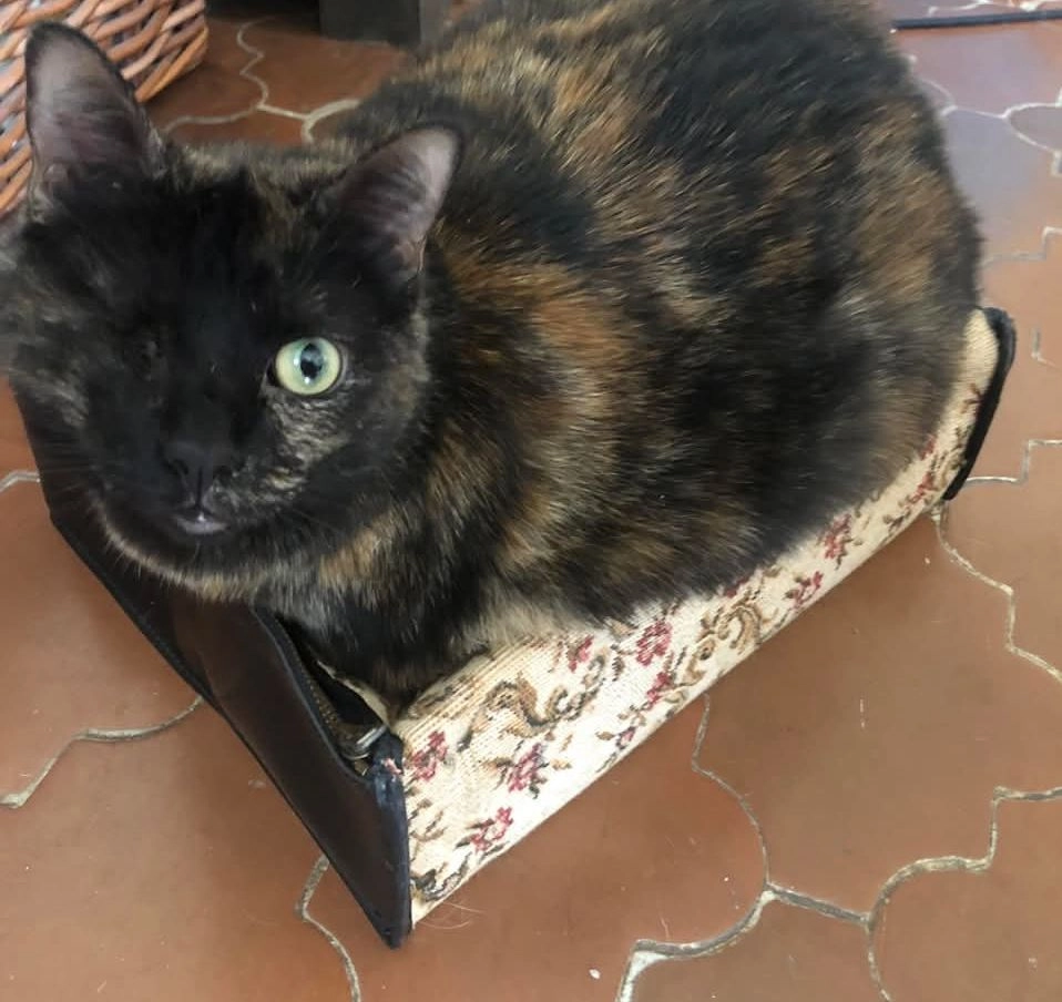 Cookie - Place de l'Église, Entraigues-sur-la-Sorgue