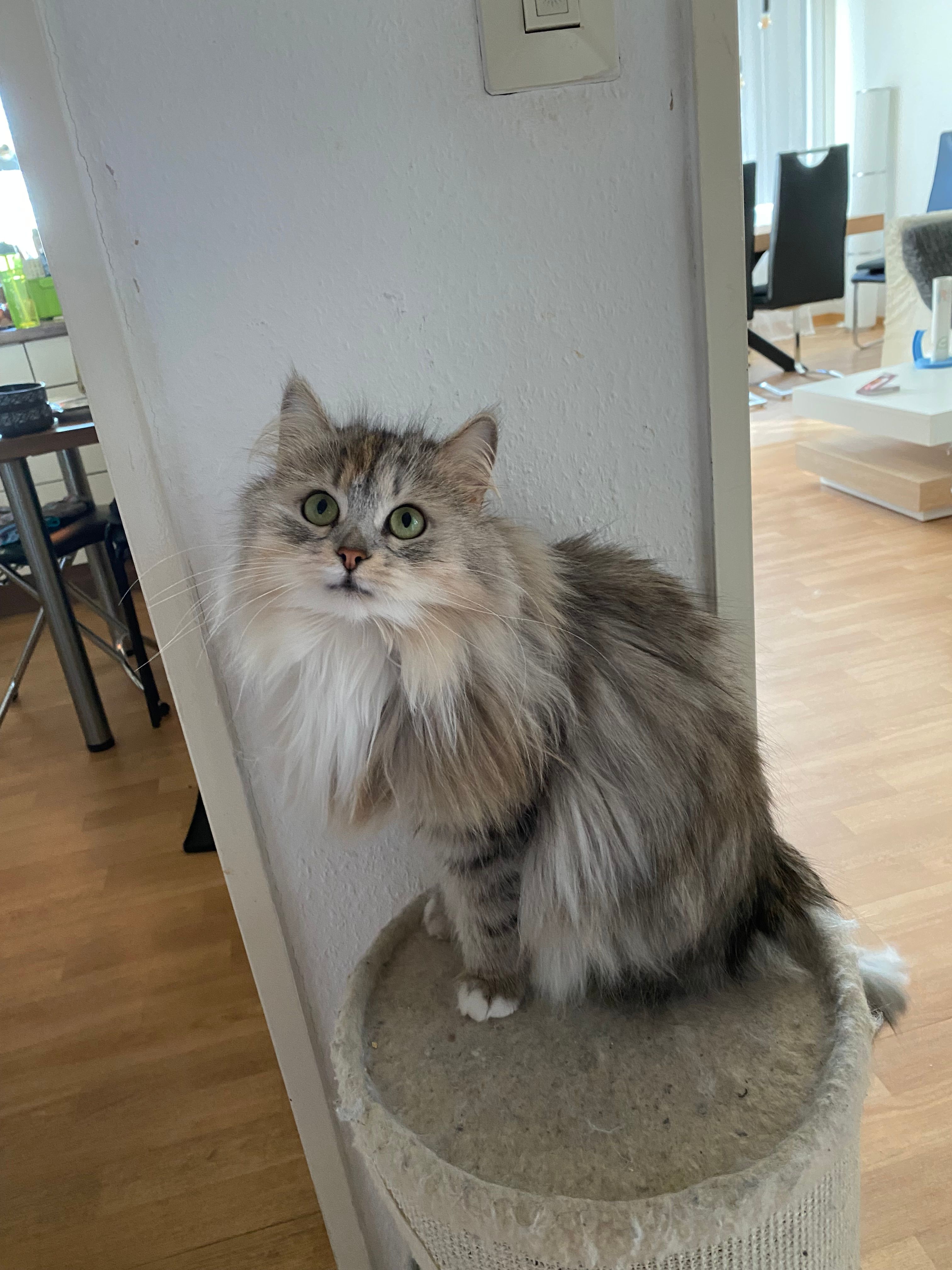 Arya - Altenburger Allee, Offenburg