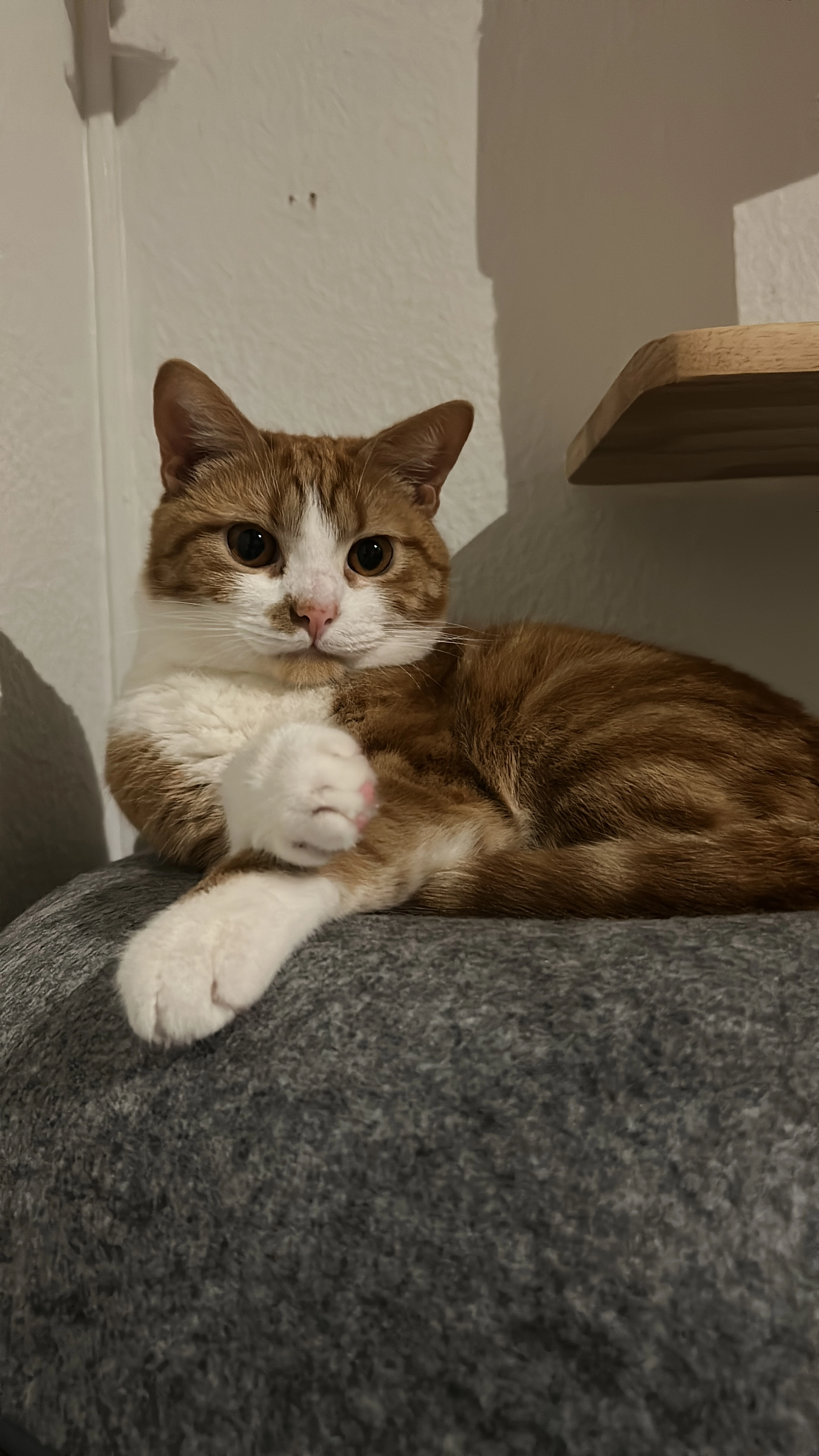 Chilly - Wichernstraße, Bremen