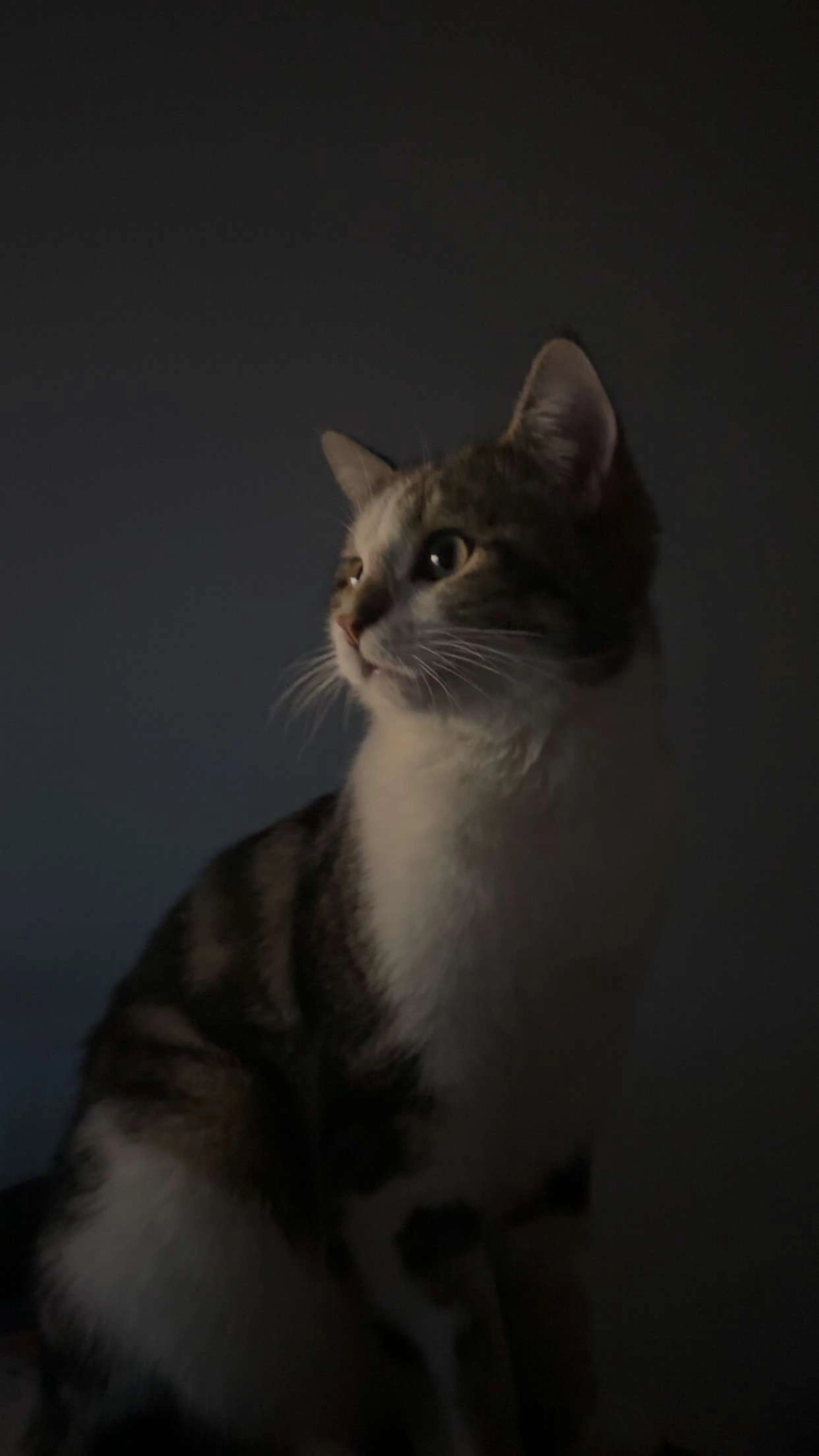 Loki - Route Joseph-Chaley 37, Fribourg