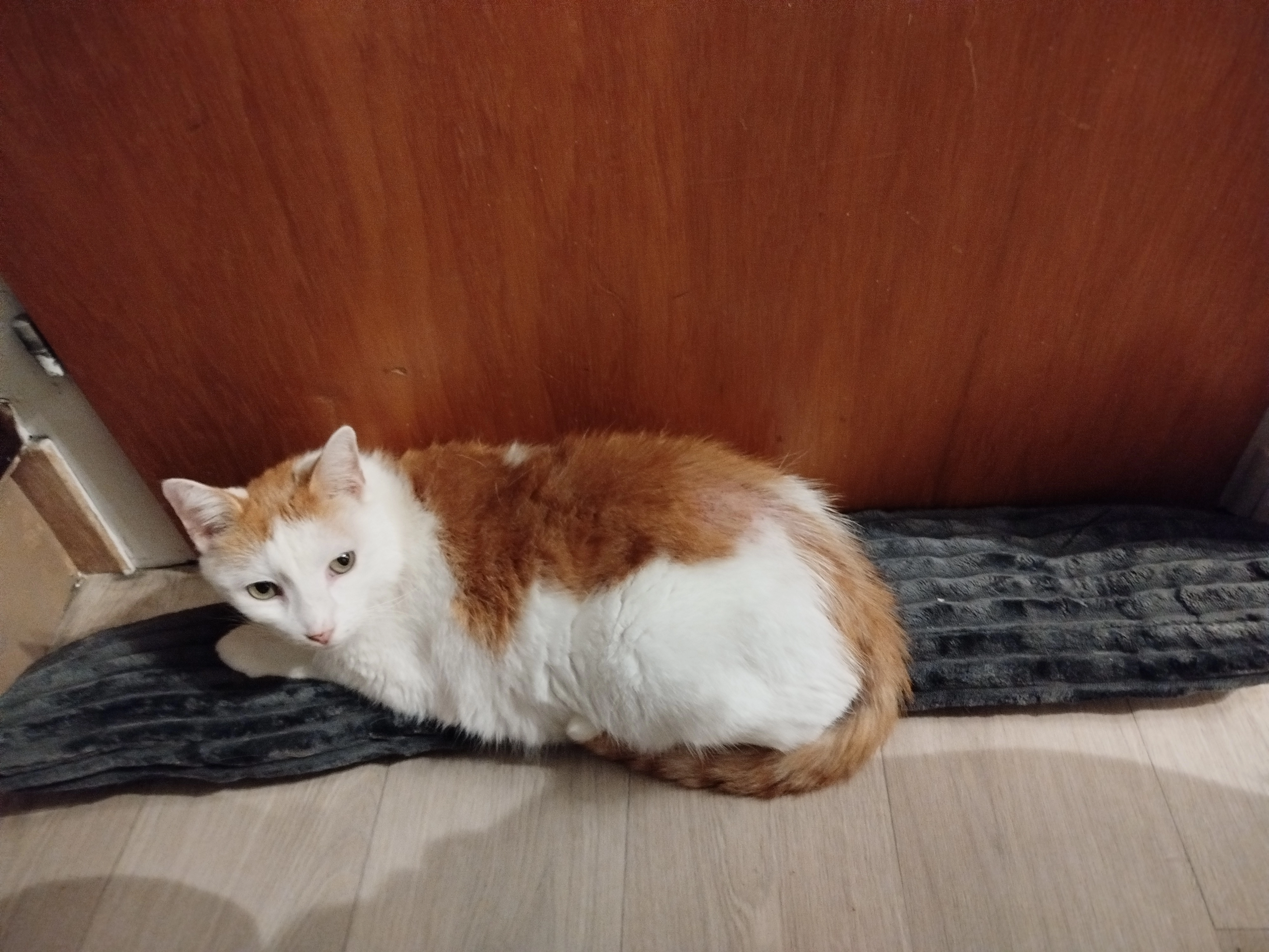 Odin - Horststraße, Walsrode