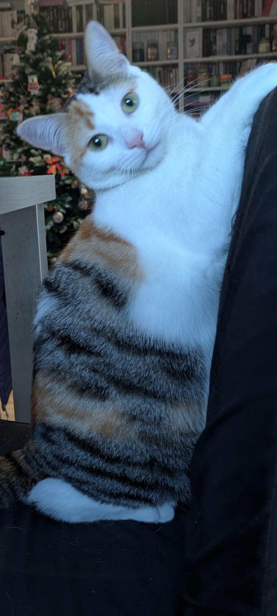 Maggie - Rue Des Jardins, Ennezat