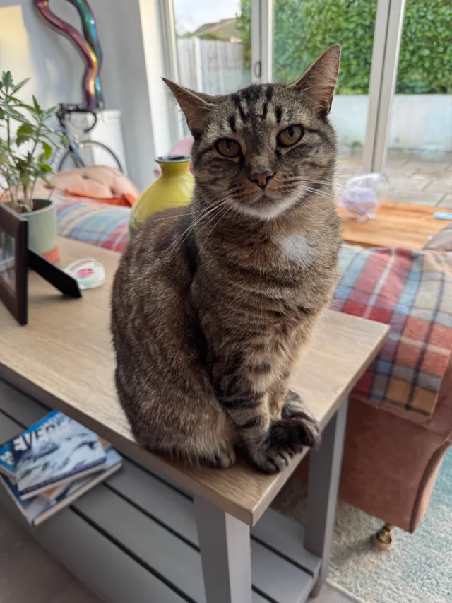 Rolo - Howard Road, Upminster