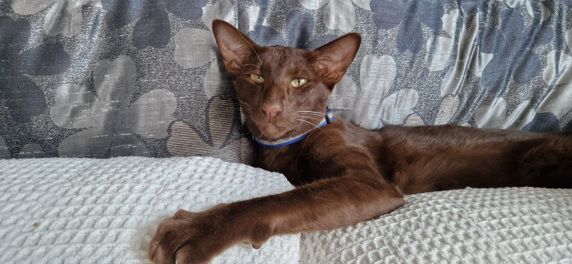 Simba - Kampstraße, Oststeinbek