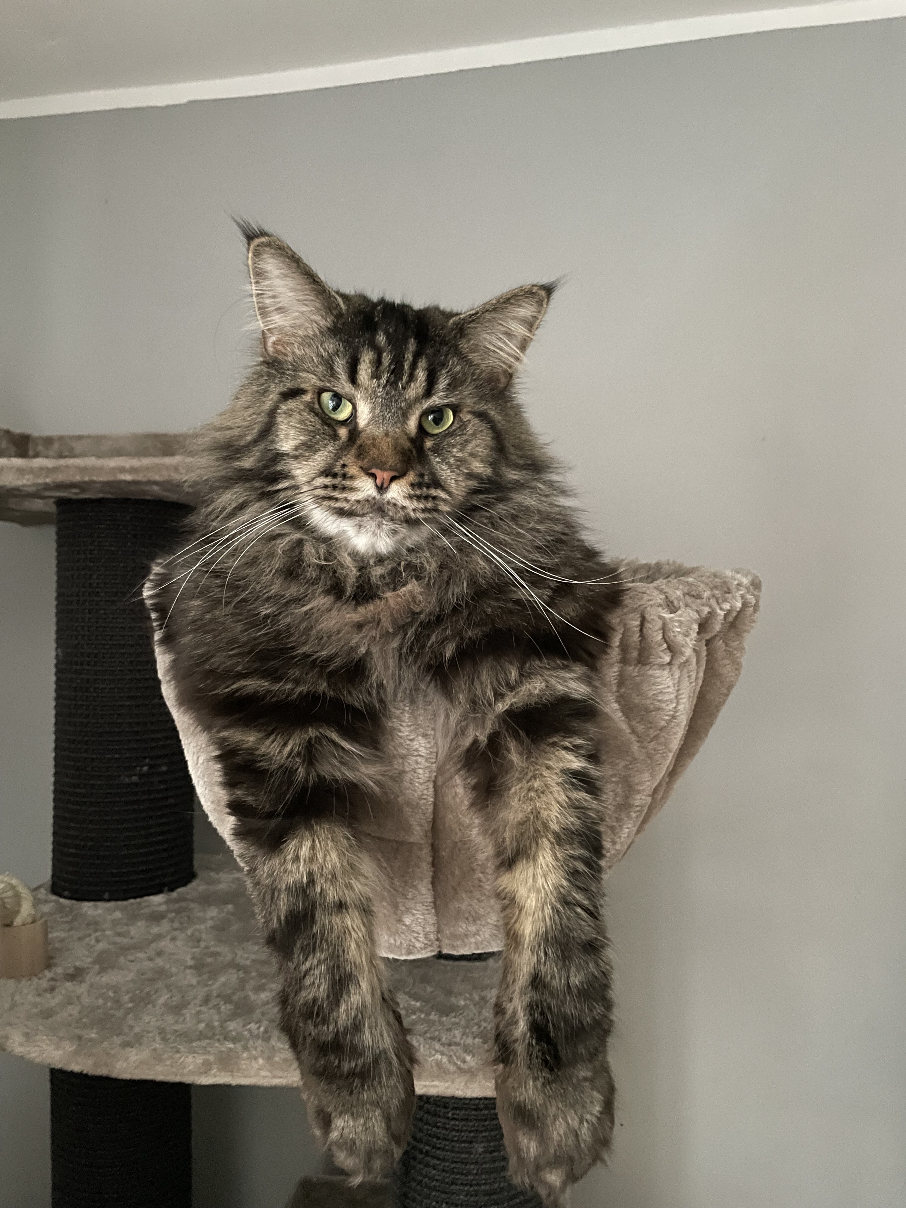 Findus - Deichstraße, Haselau