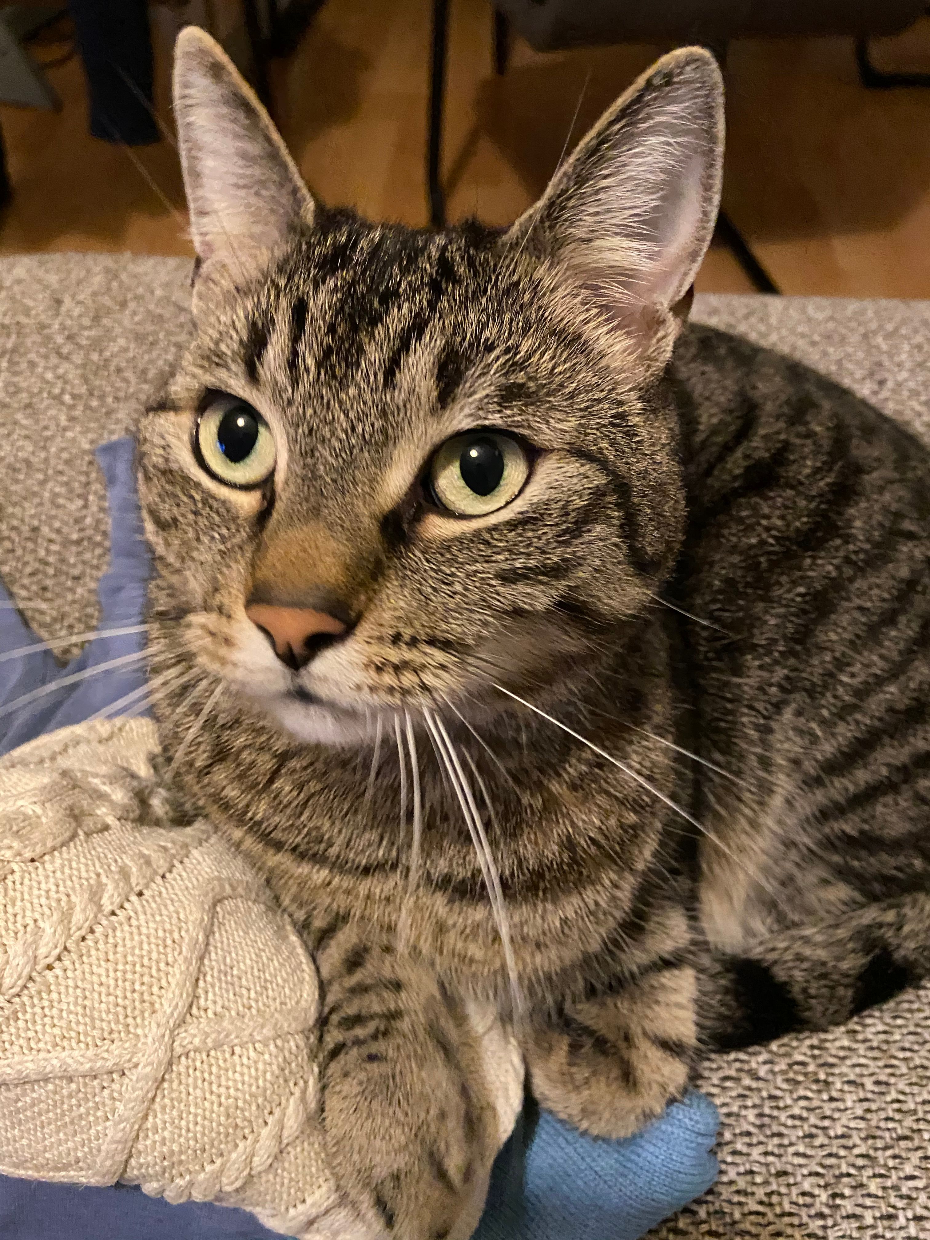 Chilli - In der Schmalbach, Butzbach