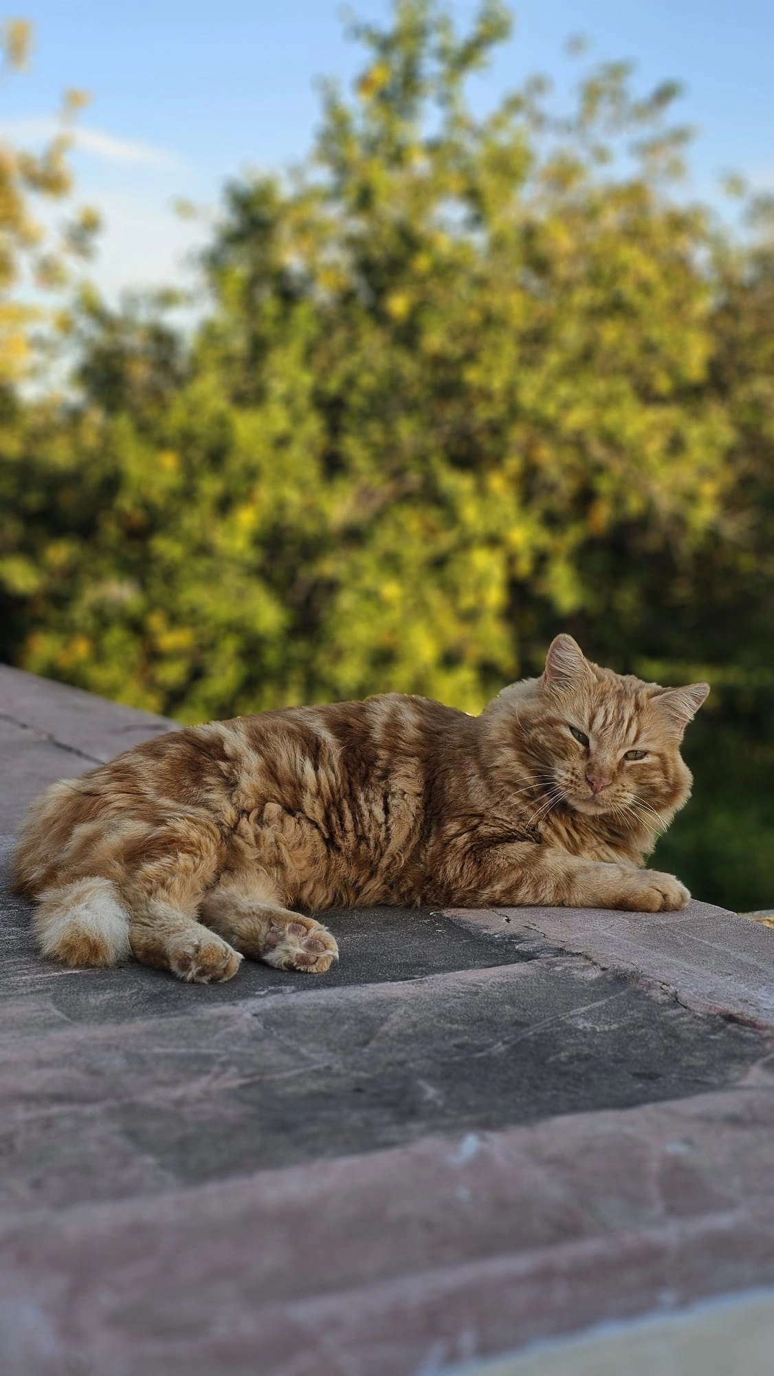 Titus - Partida Les Quintanes, Altea