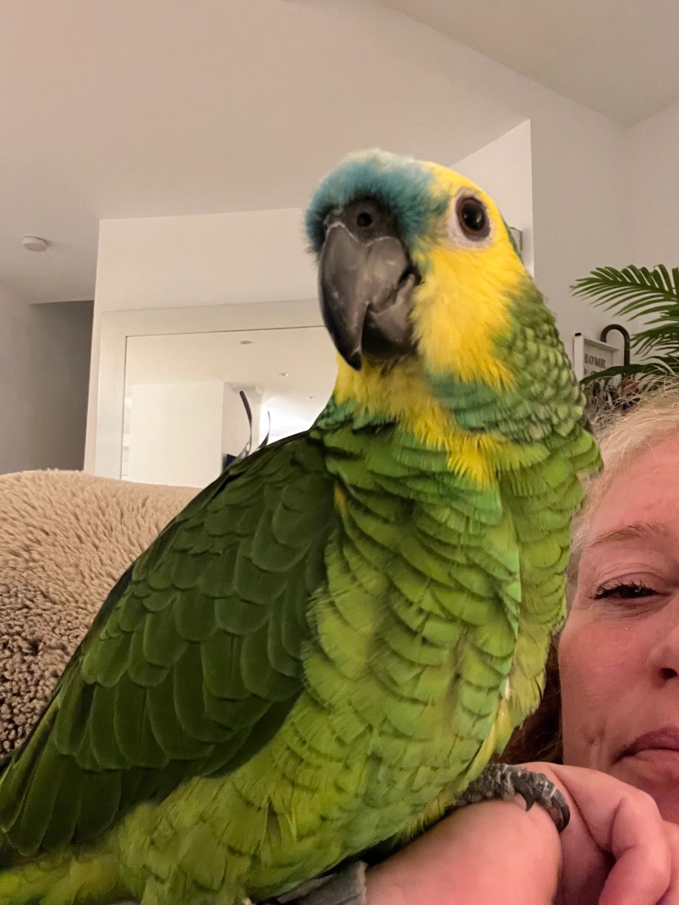 Diva - Calle Tramontana De Riviera, Mijas