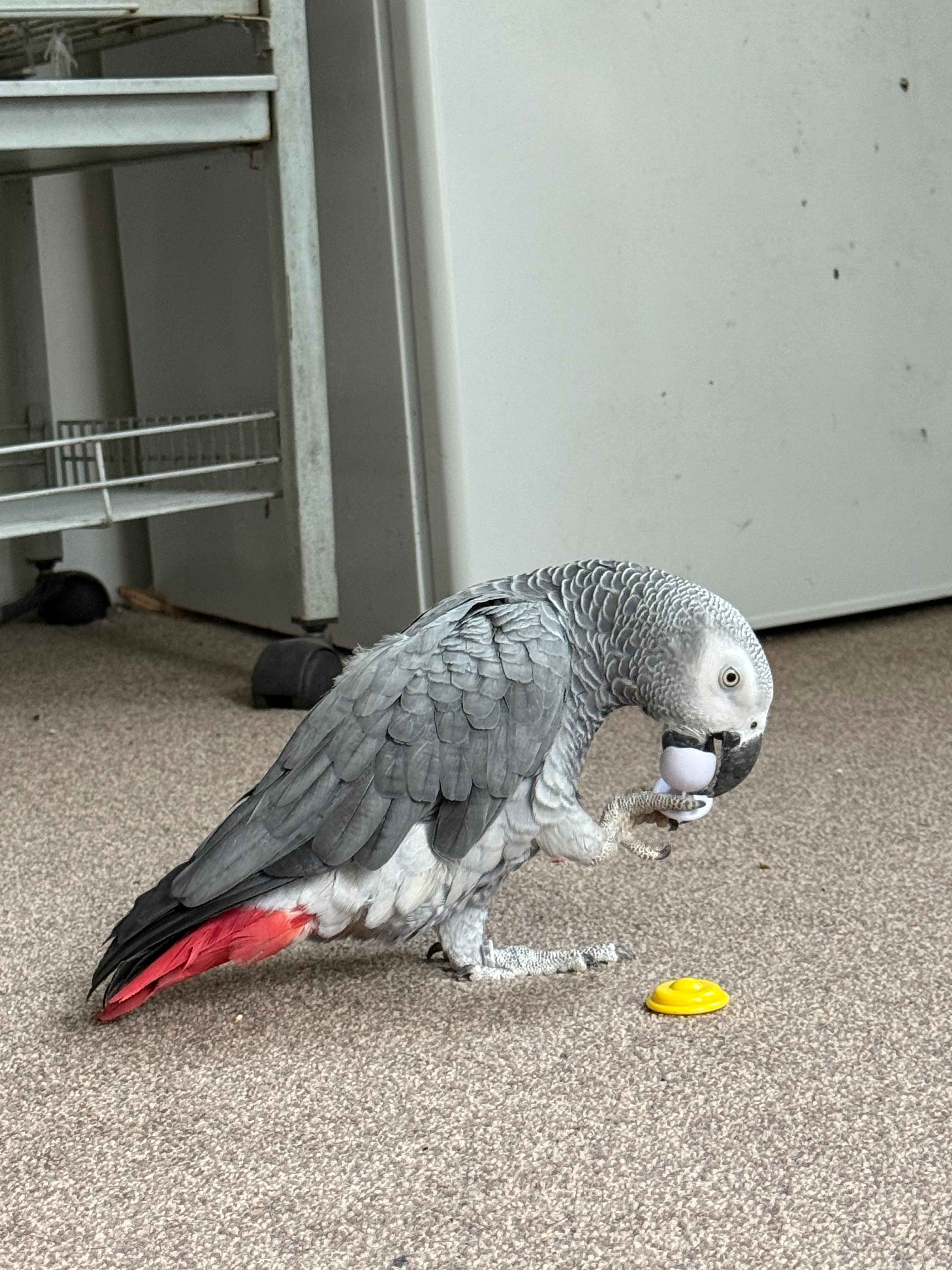 Jaani - 9A Arthur Road, Southampton