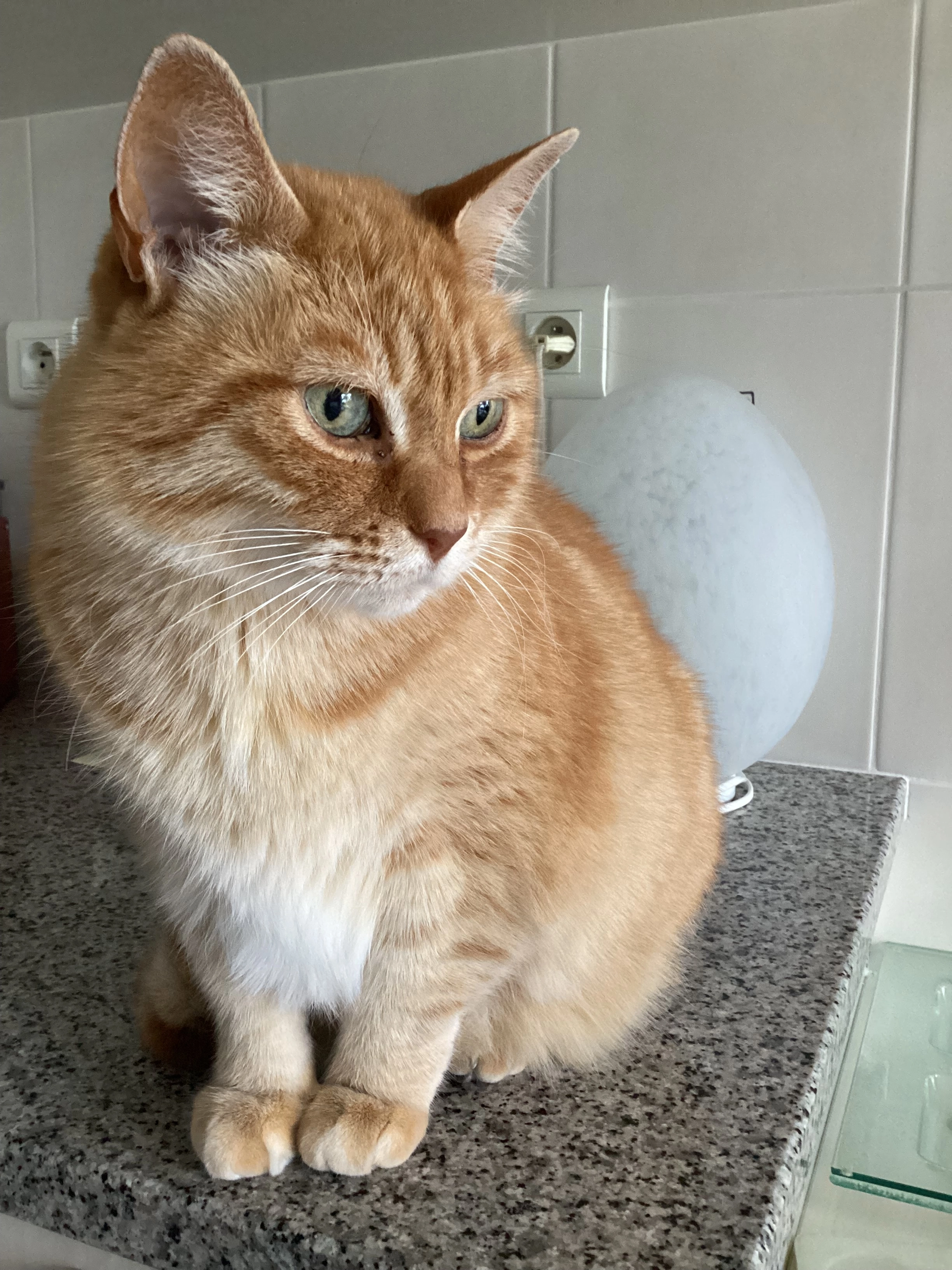 Crumble - Rue Judikaël, Quimper