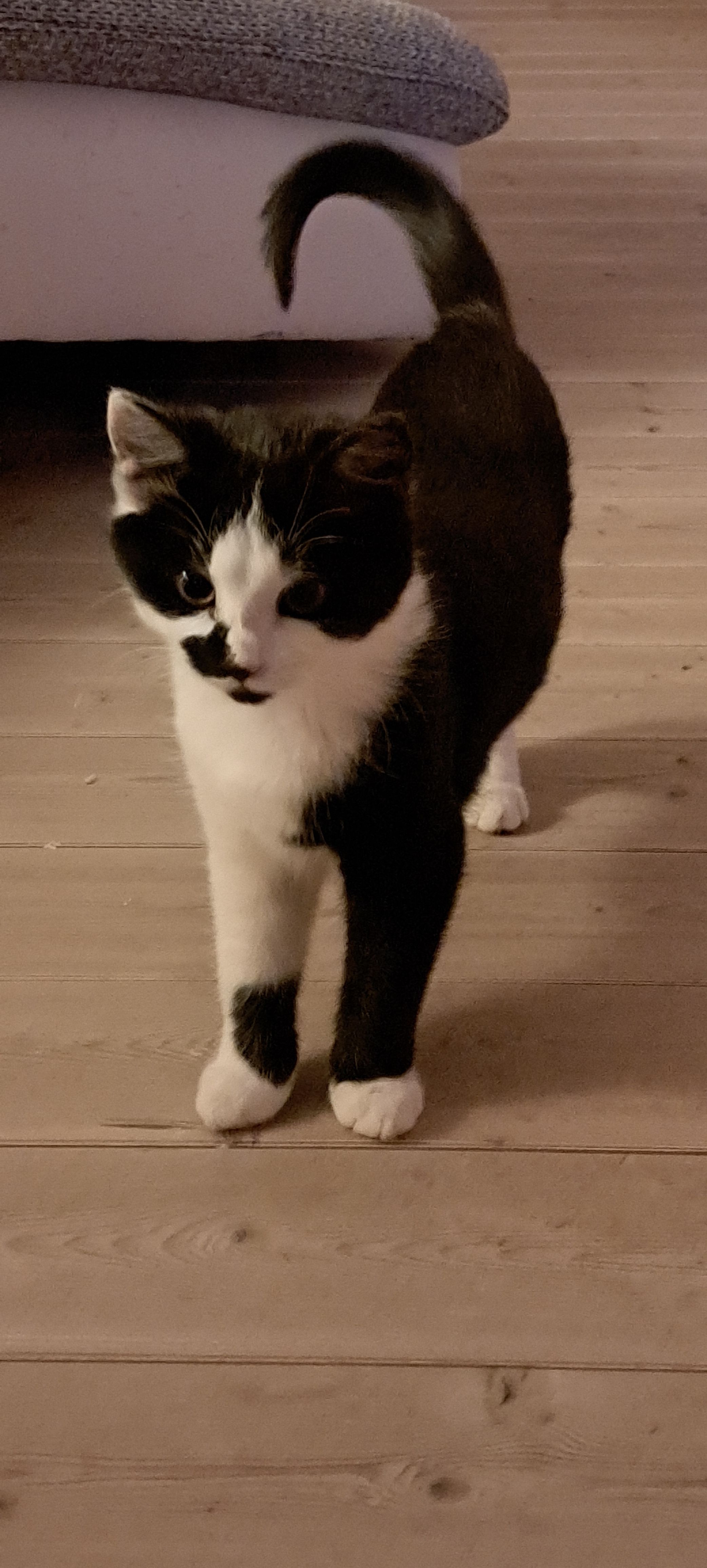 Lucy - Weimarischer Weg, Am Ettersberg