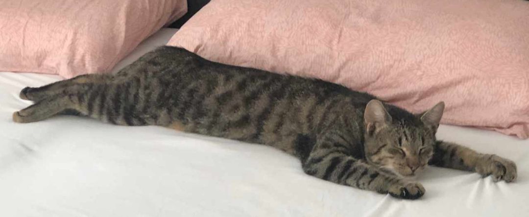 Luki - Kämpken, Recke