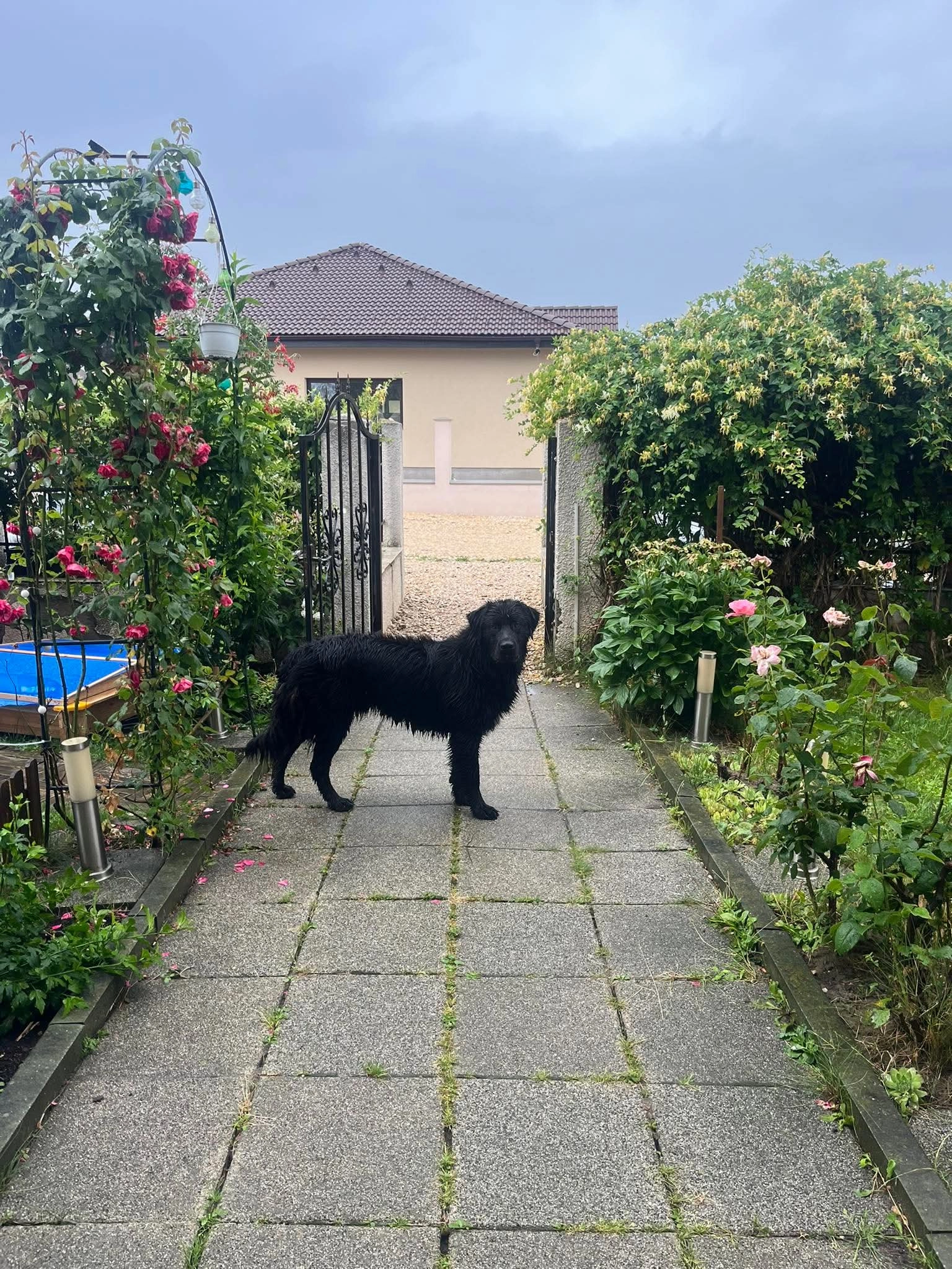 Corbu, Corbușor, ținchi - Dn13, Brașov