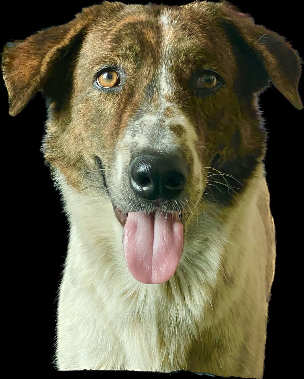 Jing Jing - 120901, Phnom Penh