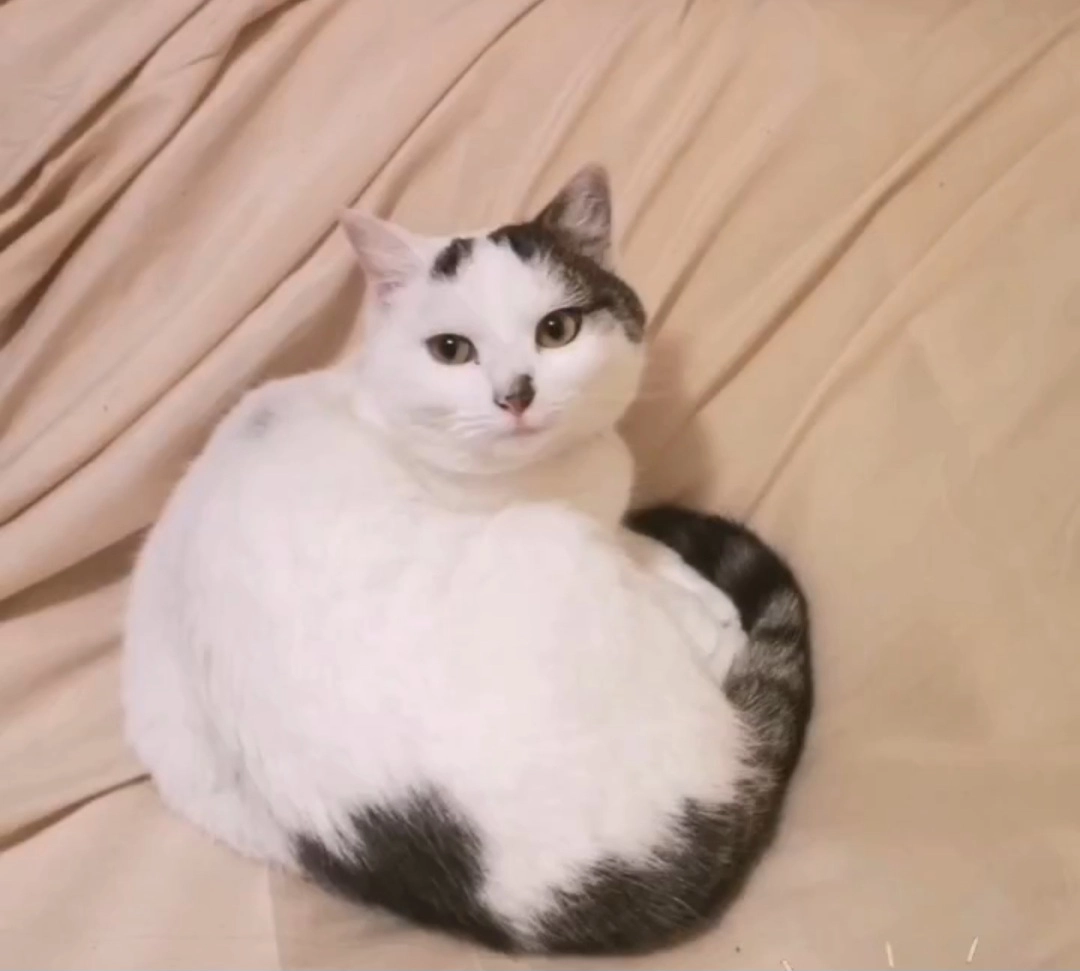 Mimi - Ard Caoin, Ennis