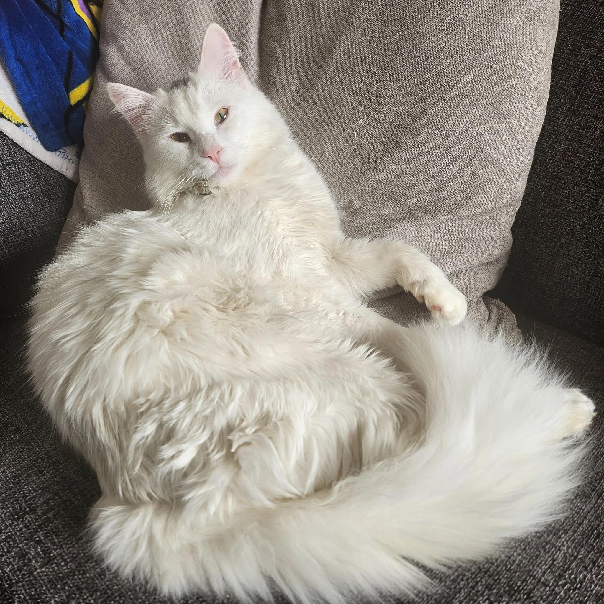 Mochi - Via Carlo Armellini 67, Coriano