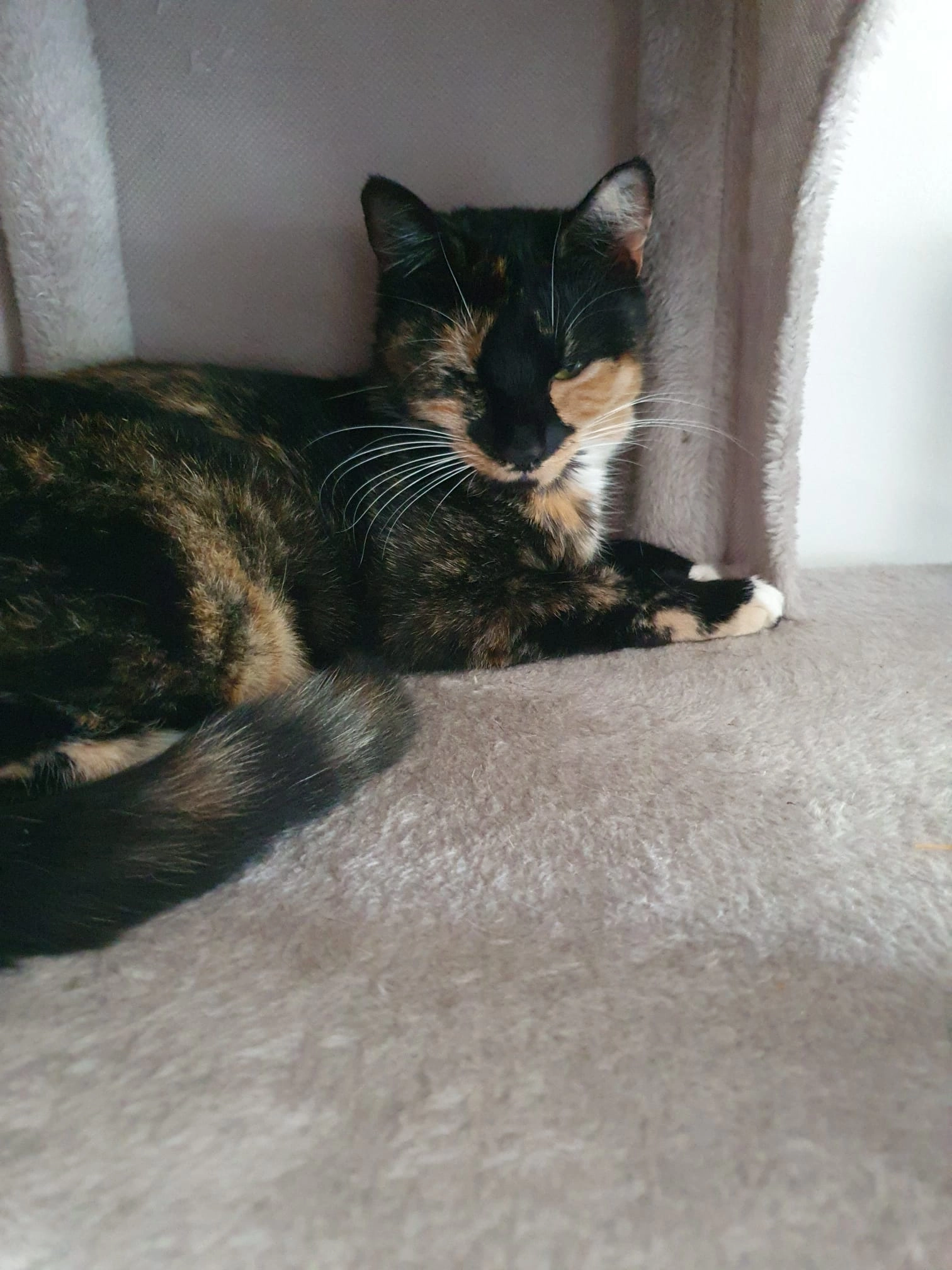 Sibil/sibs - Uplands, Welwyn Garden City