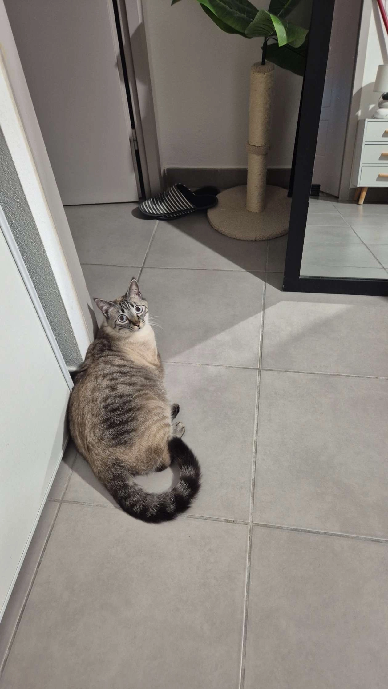 Flocon  - 2 Rue des Coquelicots, Narbonne