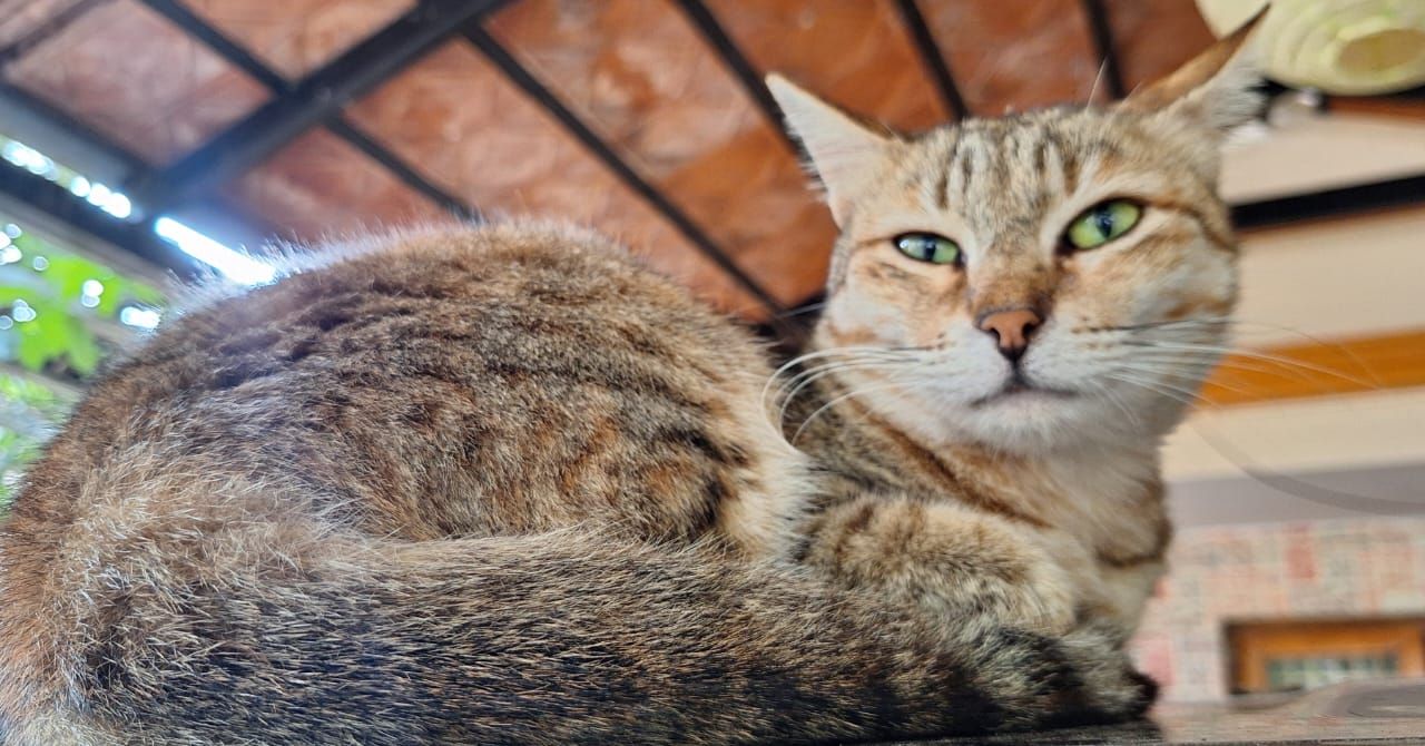 Tuk Tuki - Yelahanka 4th Phase Road, Yelahanka New Town