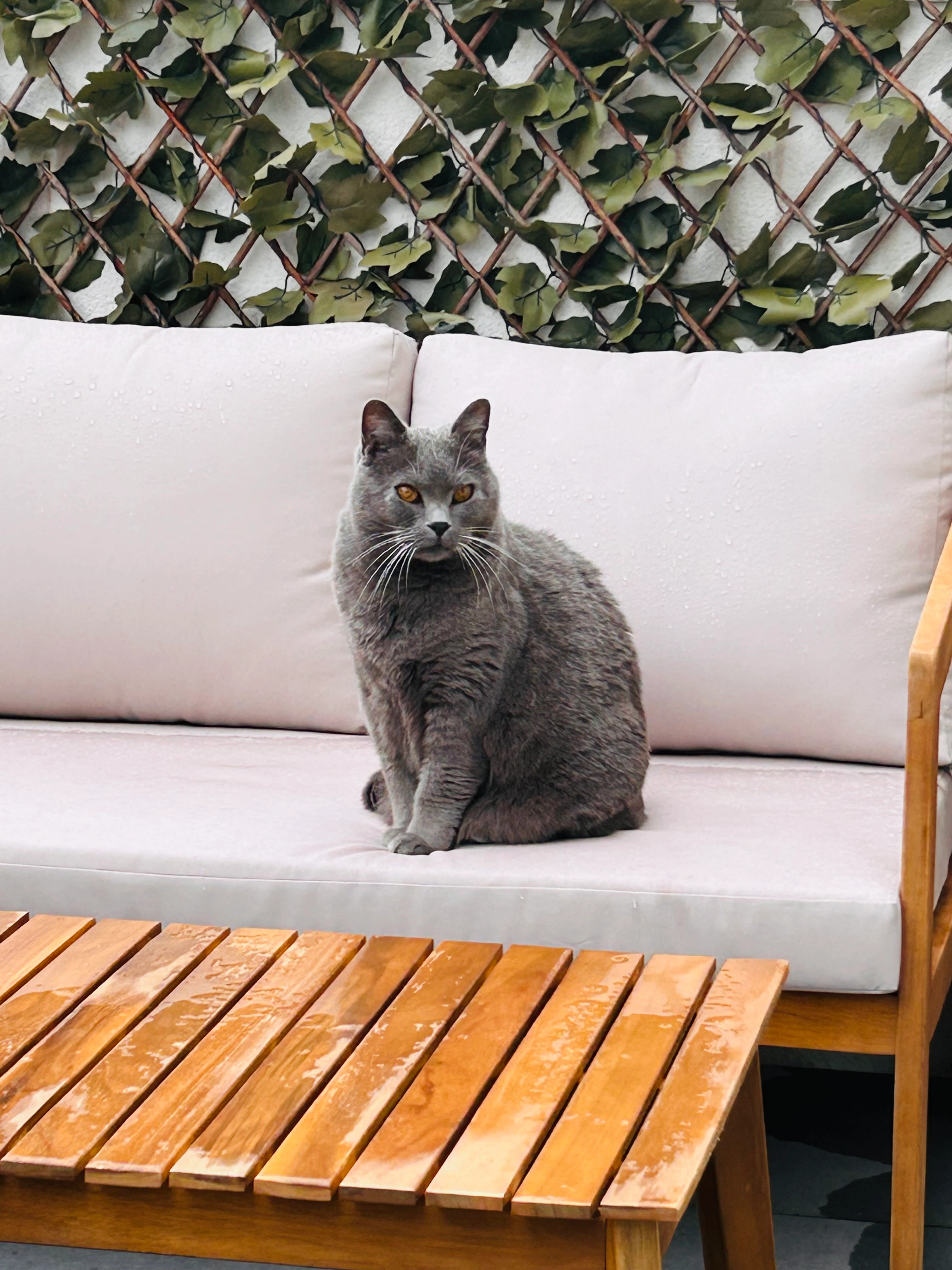 Chucky - Faubourg De La Madeleine, Malestroit