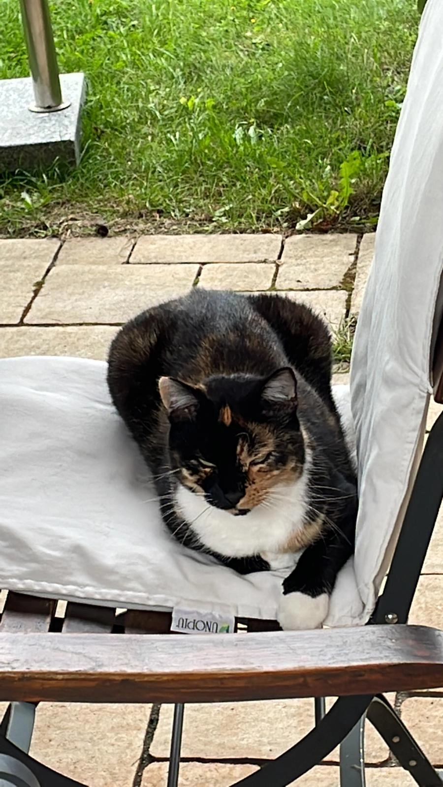 Stella - Freudentaler Ring, Brandis