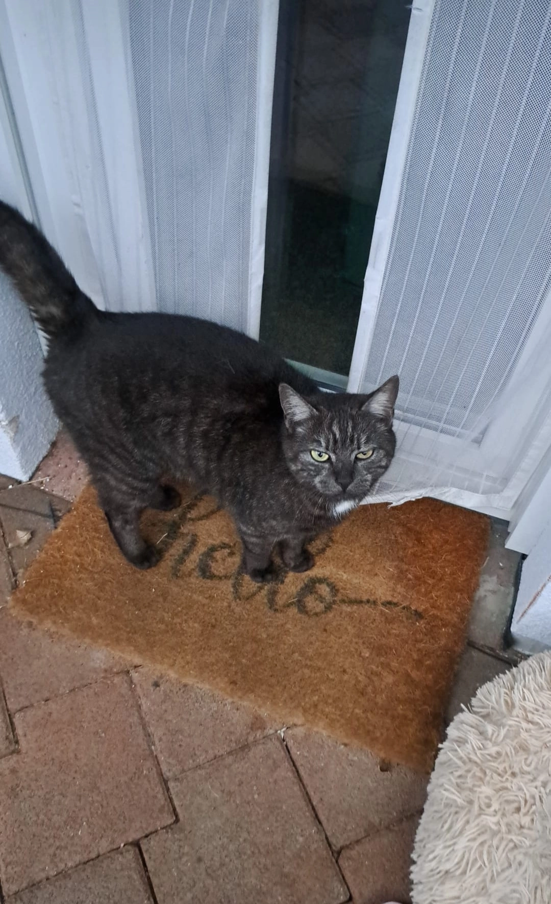 Loki - Reichenspergerstraße, Boppard