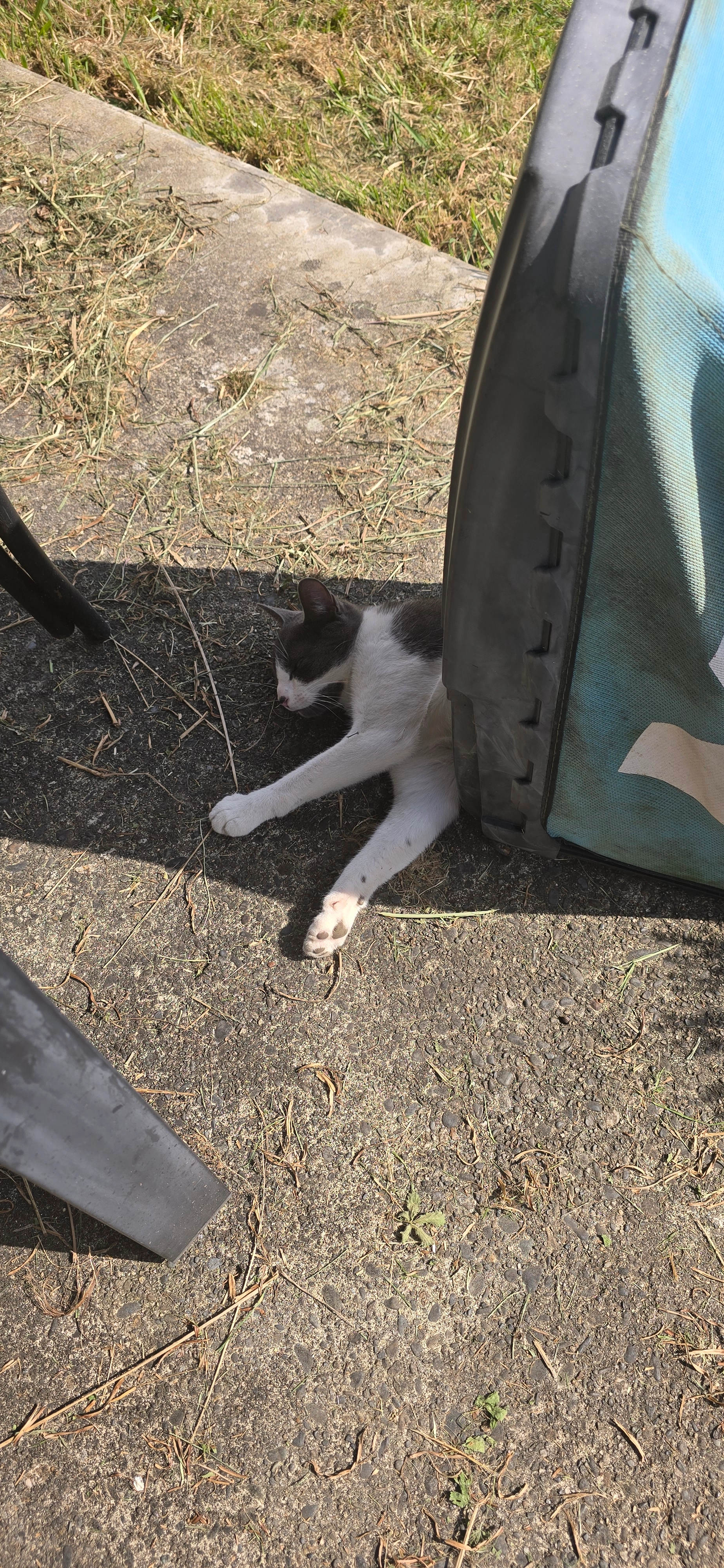 Yumi  - 45 Rue des Effraies, Lons