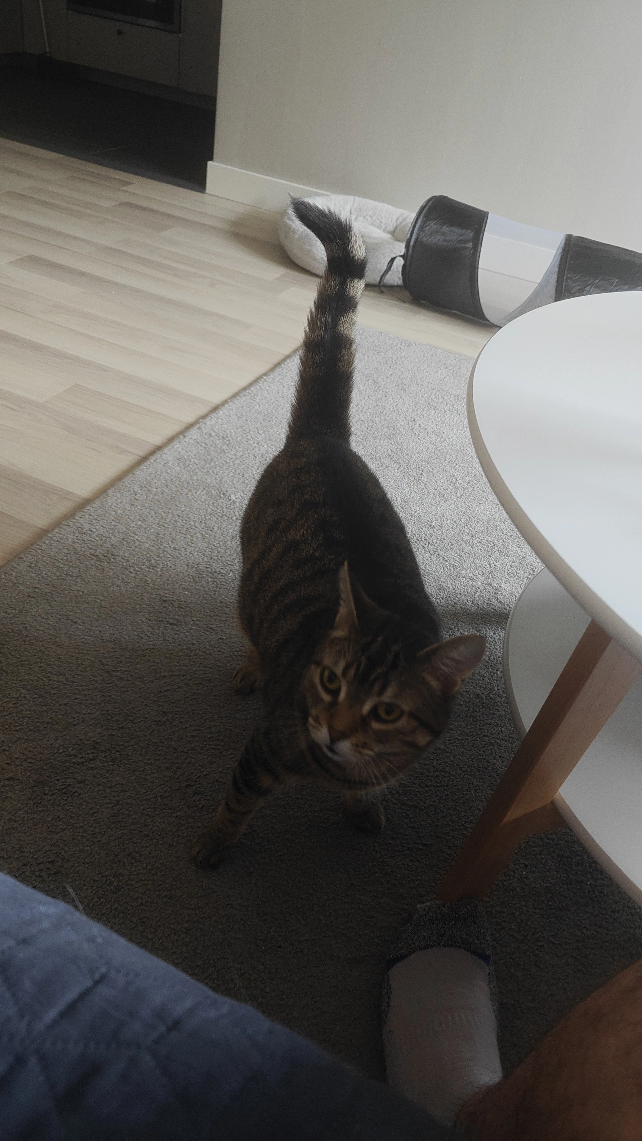 Kaya - Odengatan, Sandviken