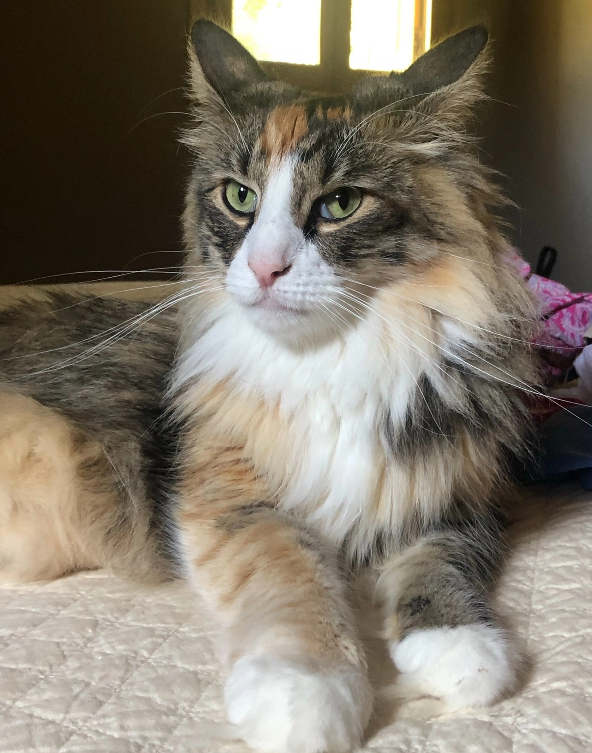 Chanel - Impasse du Roc, Cannes