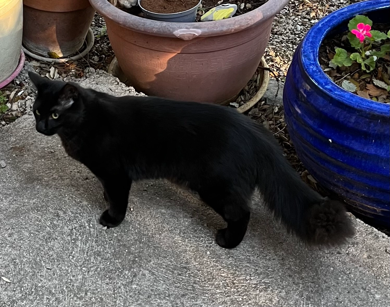 Catchou - Chemin De La Source, Montpeyroux
