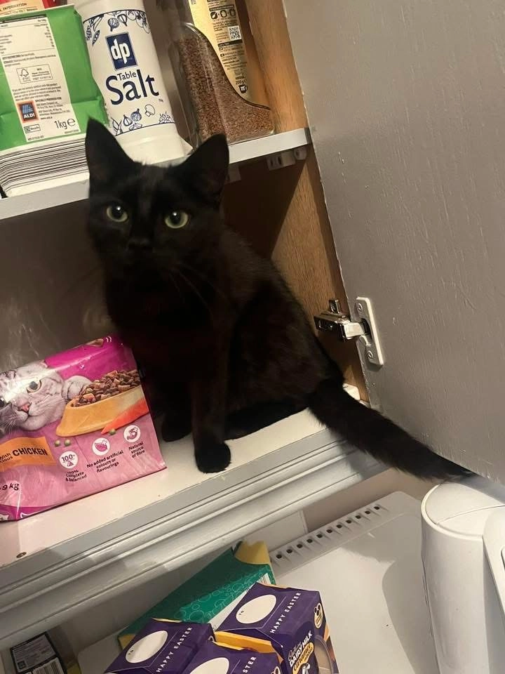 Guy - Long Lane, Letterkenny