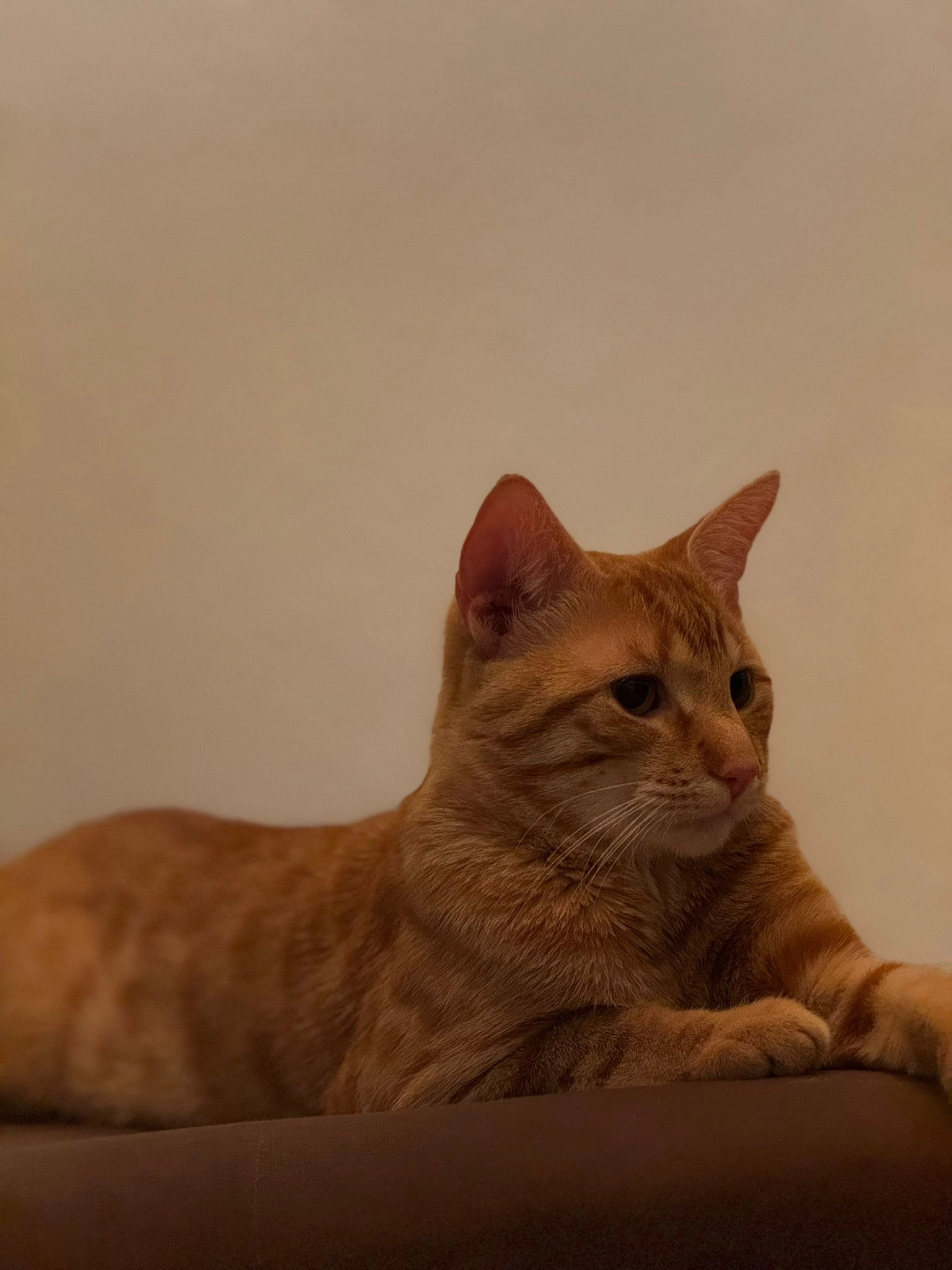 Миу - Karl-Halle-Straße, Hagen